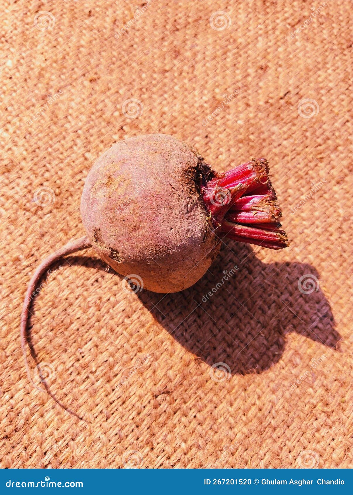 beetroot red beets redbeet gardenbeet tablebeet dinnerbeet goldenbeet common chukandar betterave raiz remolacha beterraba photo