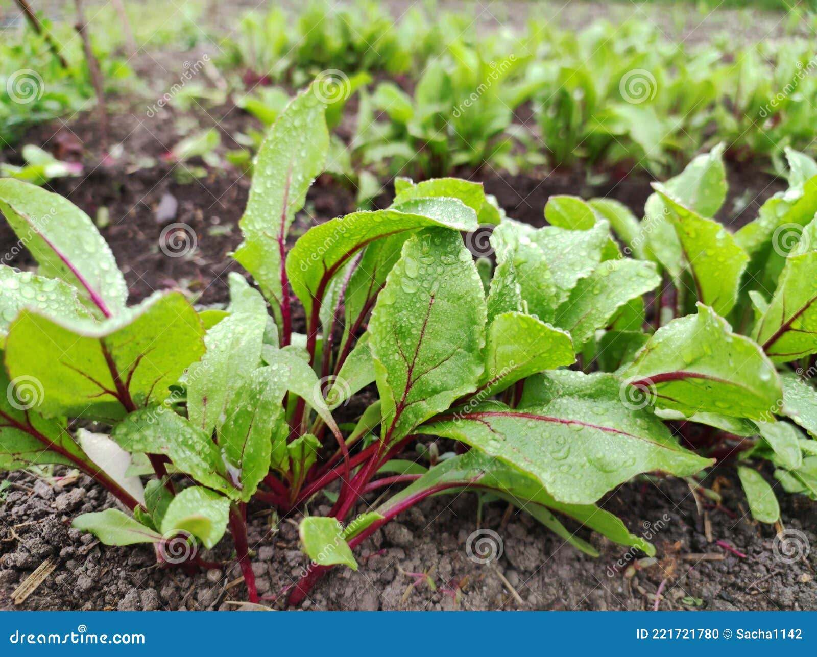 The Beetroot or Table Beet, Red Garden Beet. Dew on Beet Leaves. Stock