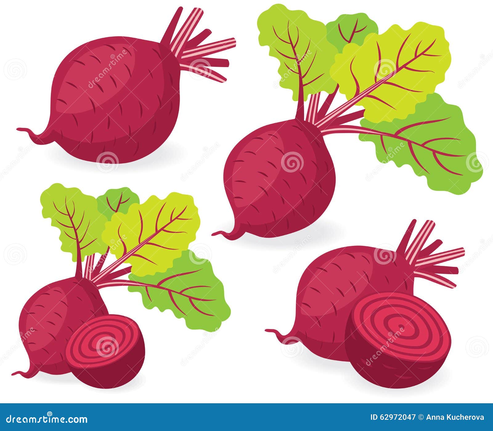 Beetroot Vector Illustration Hand Drawn Vegetable Cartoon Art