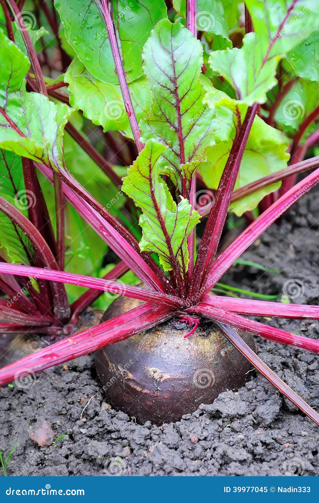 Beetroot in a Vegetable Garden Stock Image Image of bush, beet 39977045