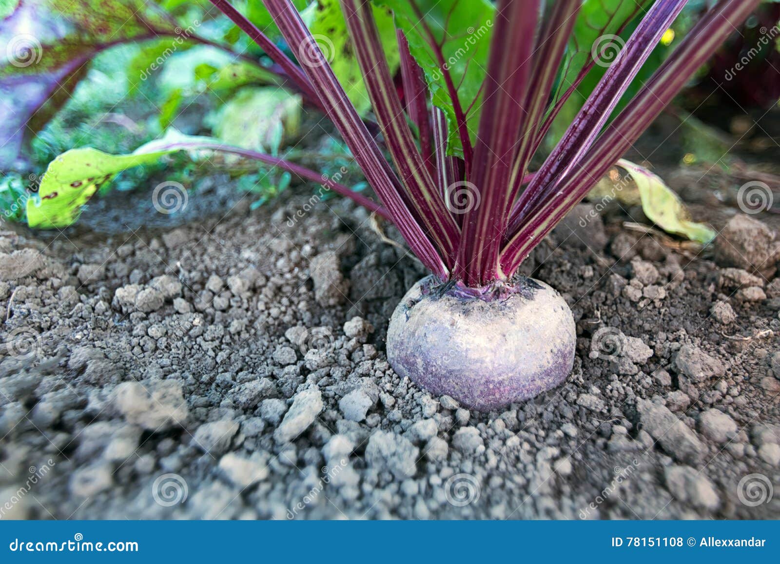Beetroot in a Vegetable Garden. Growing Beetroot Stock Photo Image of