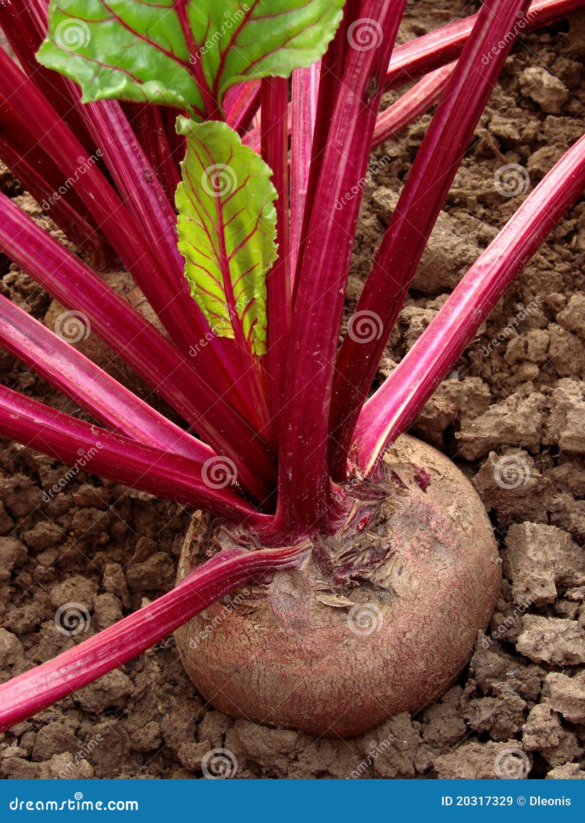 Beetroots bed stock image. Image of beet, gardening, beetroots 20317329