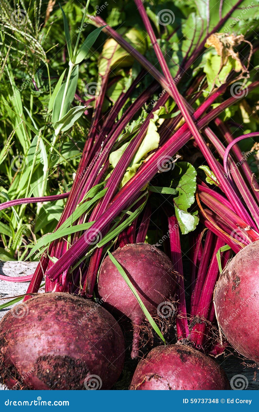 Beets (4) stock photo. Image of nourishment, vegetable 59737348