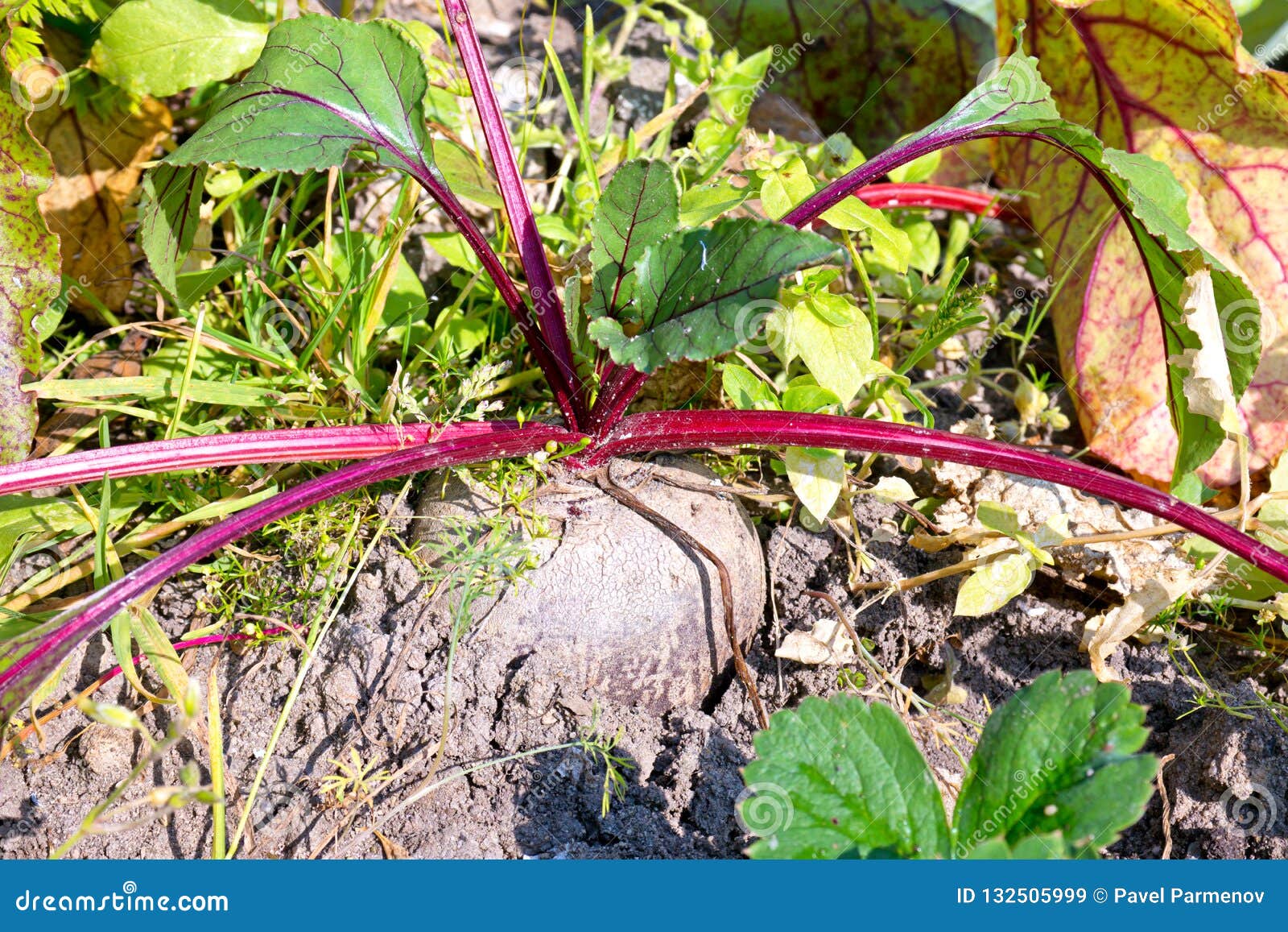 Beets in the garden stock image. Image of fodder, green 132505999