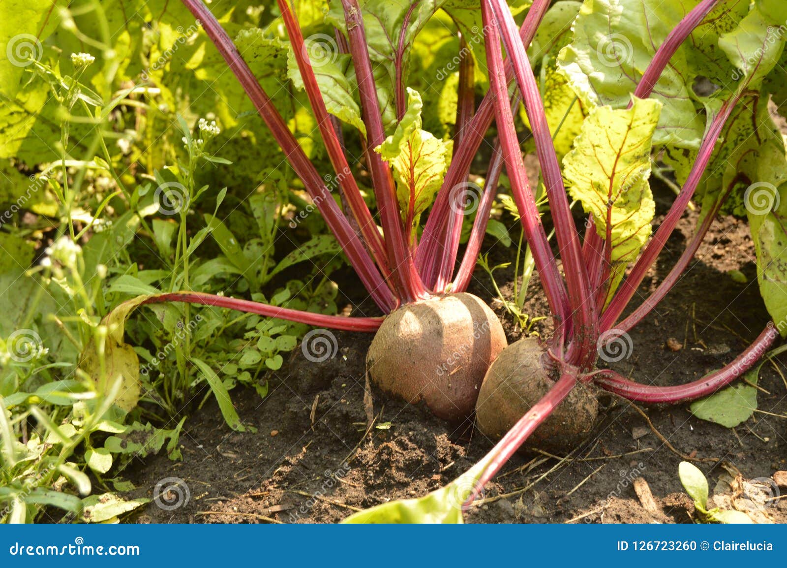 Beets Grow in the Soil on a Vegetable Garden on a Sunny Day Stock Photo