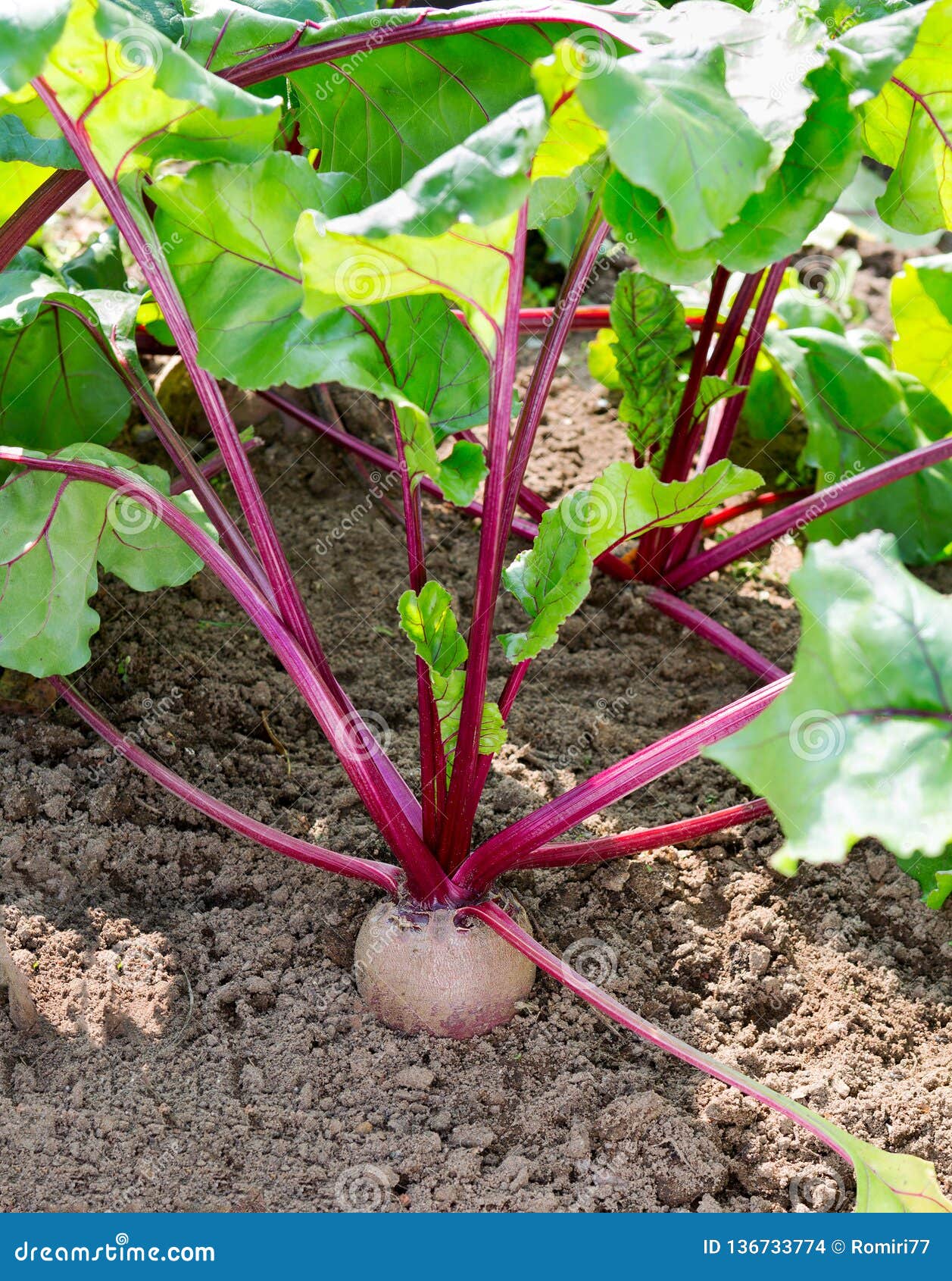 Beets Growing in the Garden. Beet Plant Stock Photo Image of nature