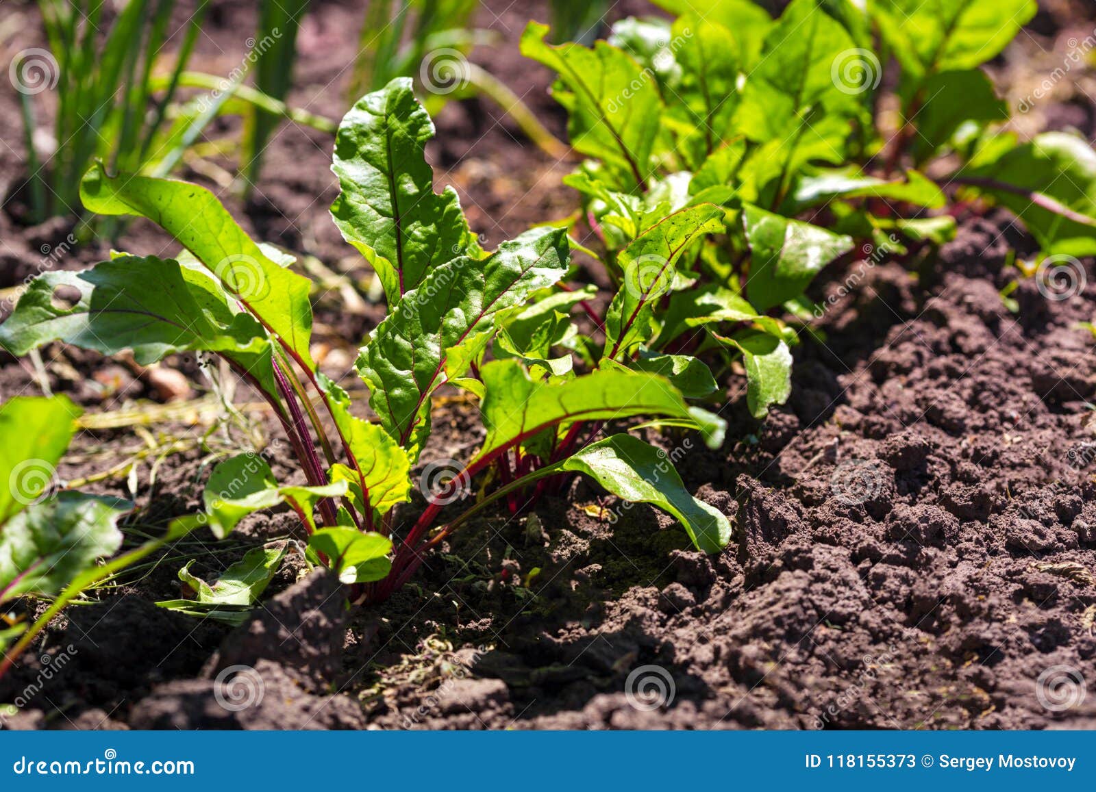 Beets Growing in the Garden Stock Image Image of agricultural