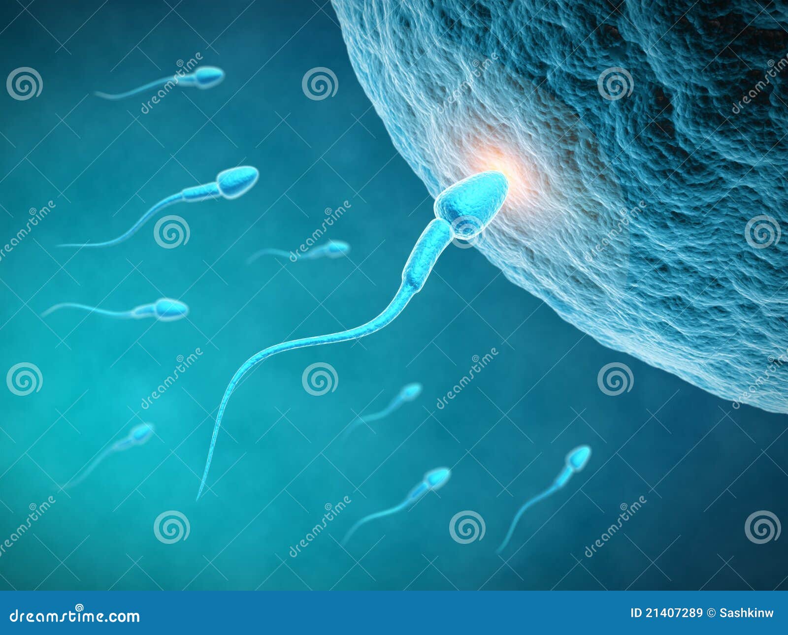 Befruchtung stock abbildung. Illustration von abbildung - 21407289