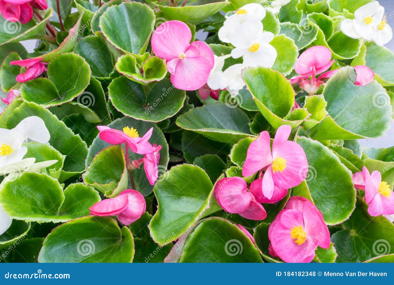 Begônia De Cera Branca E Rosa Foto de Stock - Imagem de verde, mola:  184182348