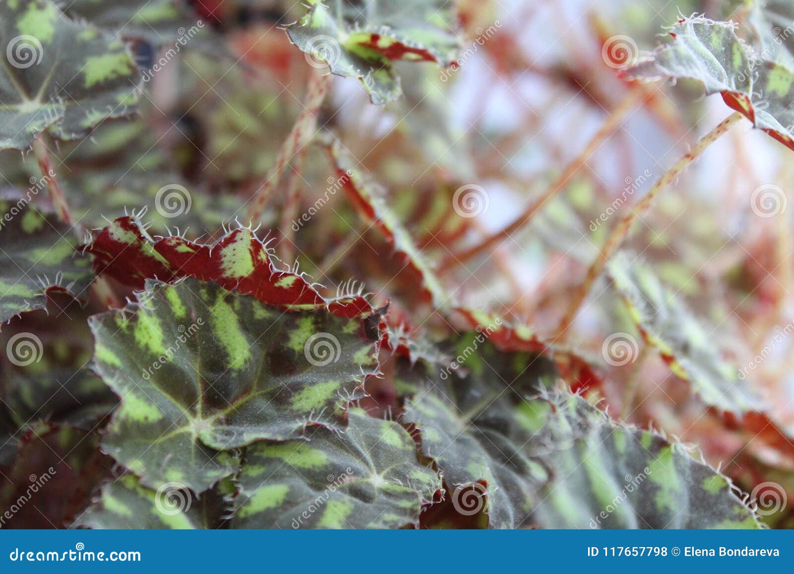 Begônia Do Tigre, Folha Da Begônia, Houseplants Da Bauer-foto Da Begônia  Foto de Stock - Imagem de devido, seja: 117657798