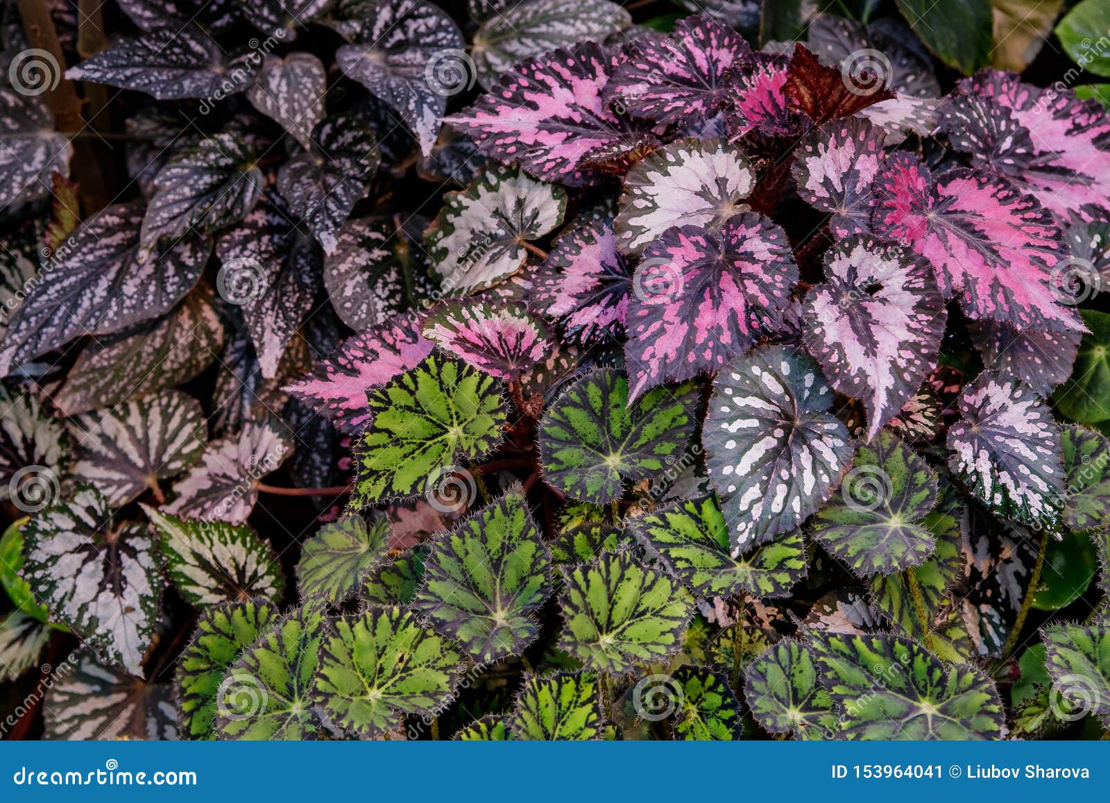 A Begônia Multi-colorida Sae De Tipos Diferentes Imagem de Stock - Imagem  de haste, flor: 153964041