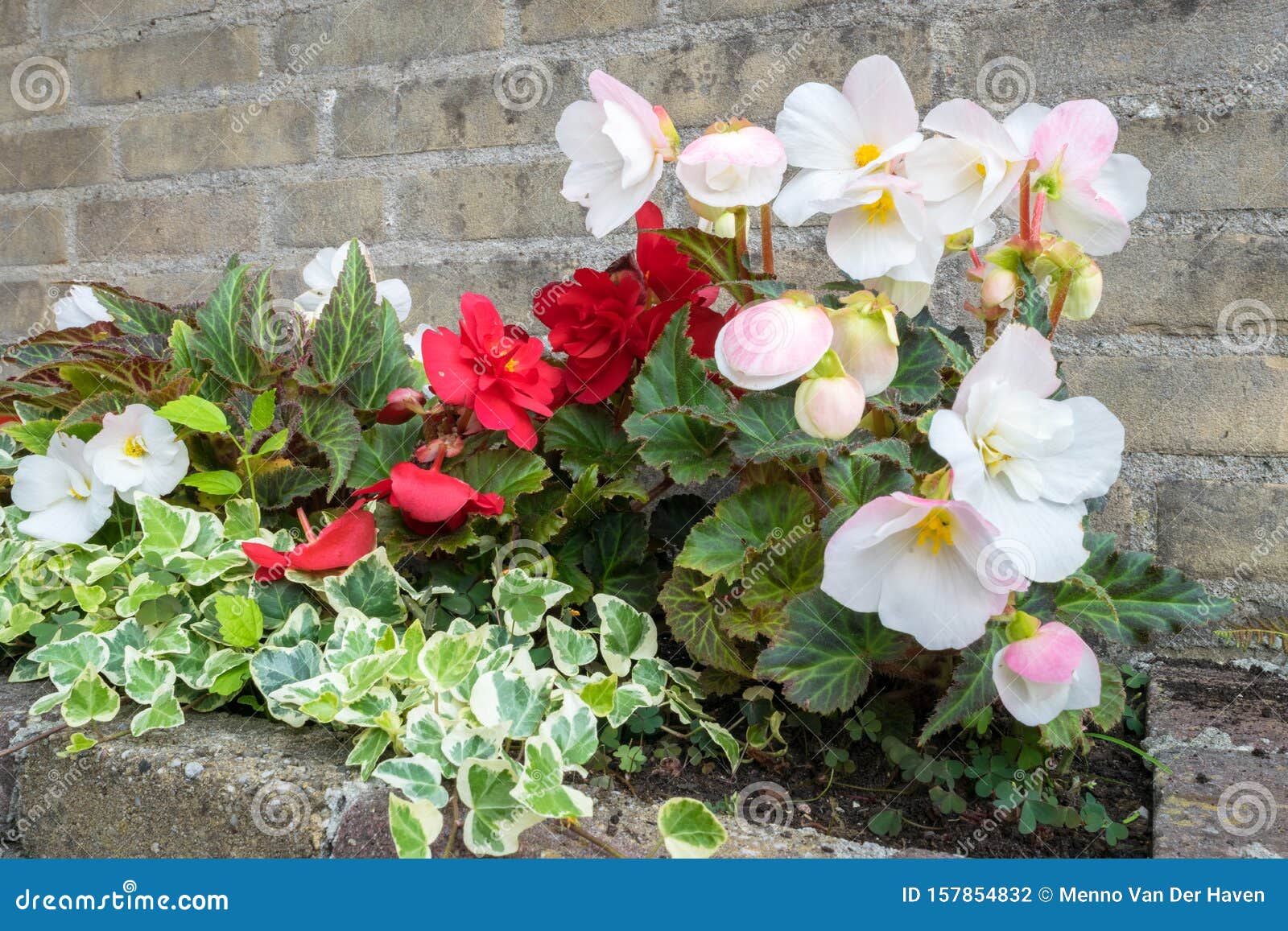 Begônia Tubera Com Flores Em Cores Brancas, Vermelhas E Leves Foto de Stock  - Imagem de fundo, vermelho: 157854832