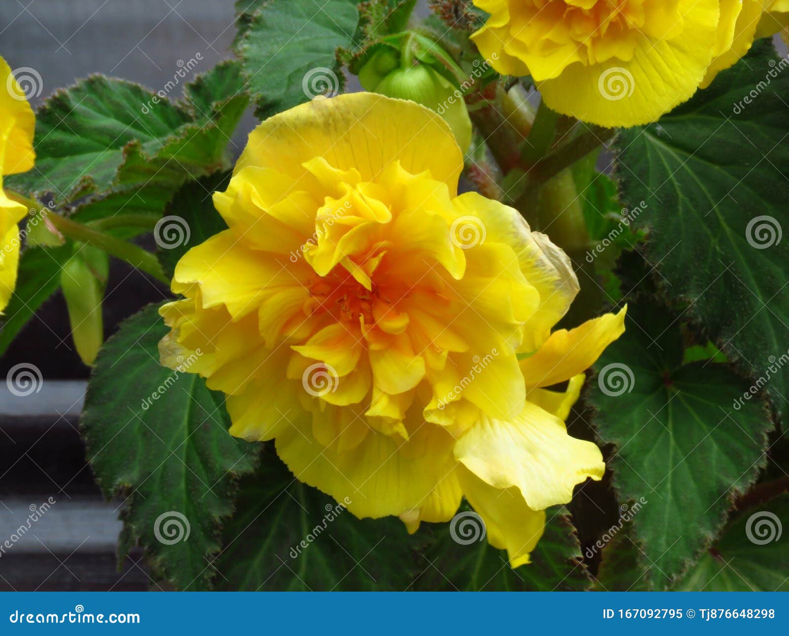 Bege Amarelo Florescente Com Folhas Verdes Escuras Begonia Pendula Fundo Ou  Papel De Parede Imagem de Stock - Imagem de folhas, florescer: 167092795