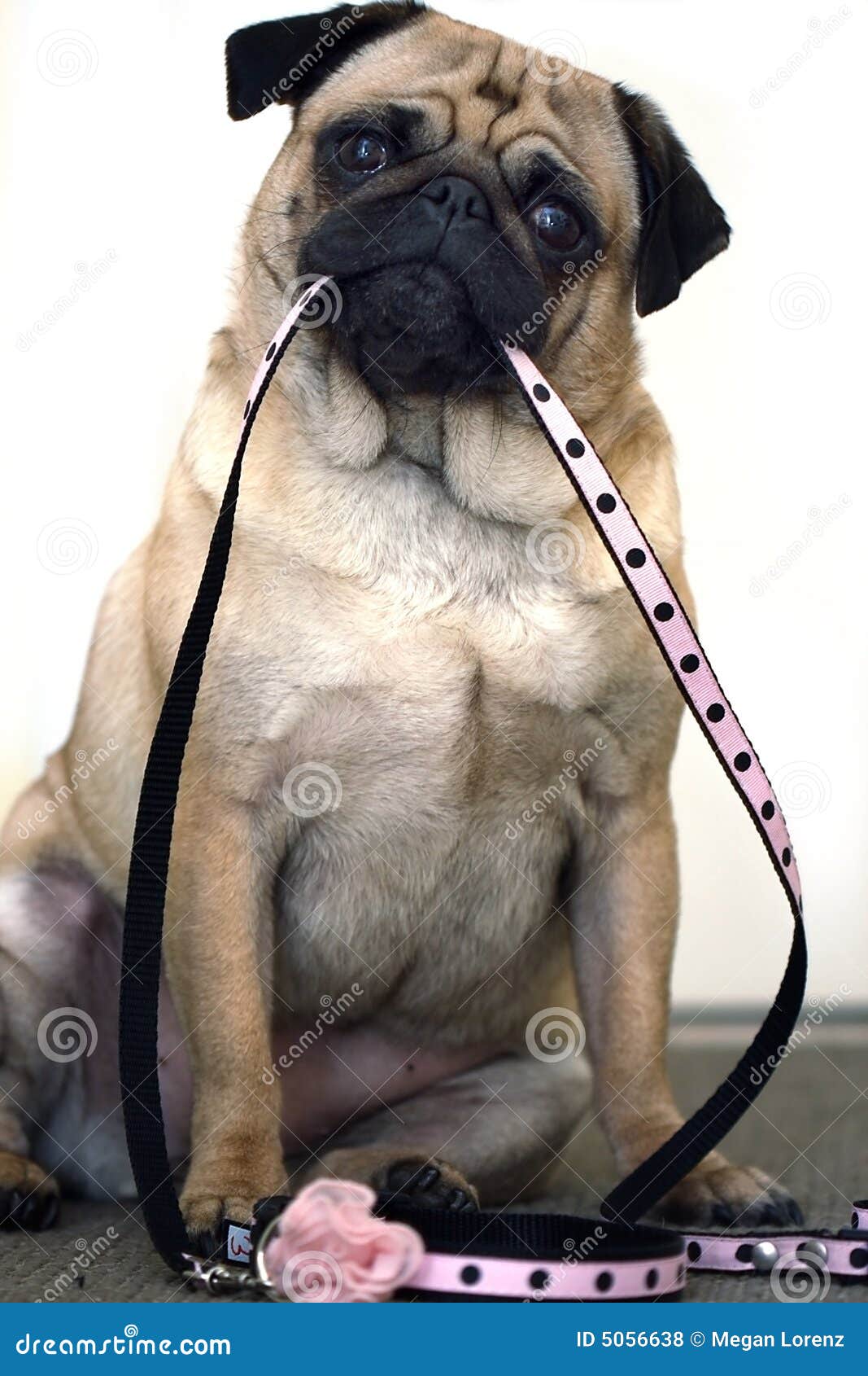 Begging for Attention stock photo. Image of fawn, dogs - 5056638, image size:1067x1690