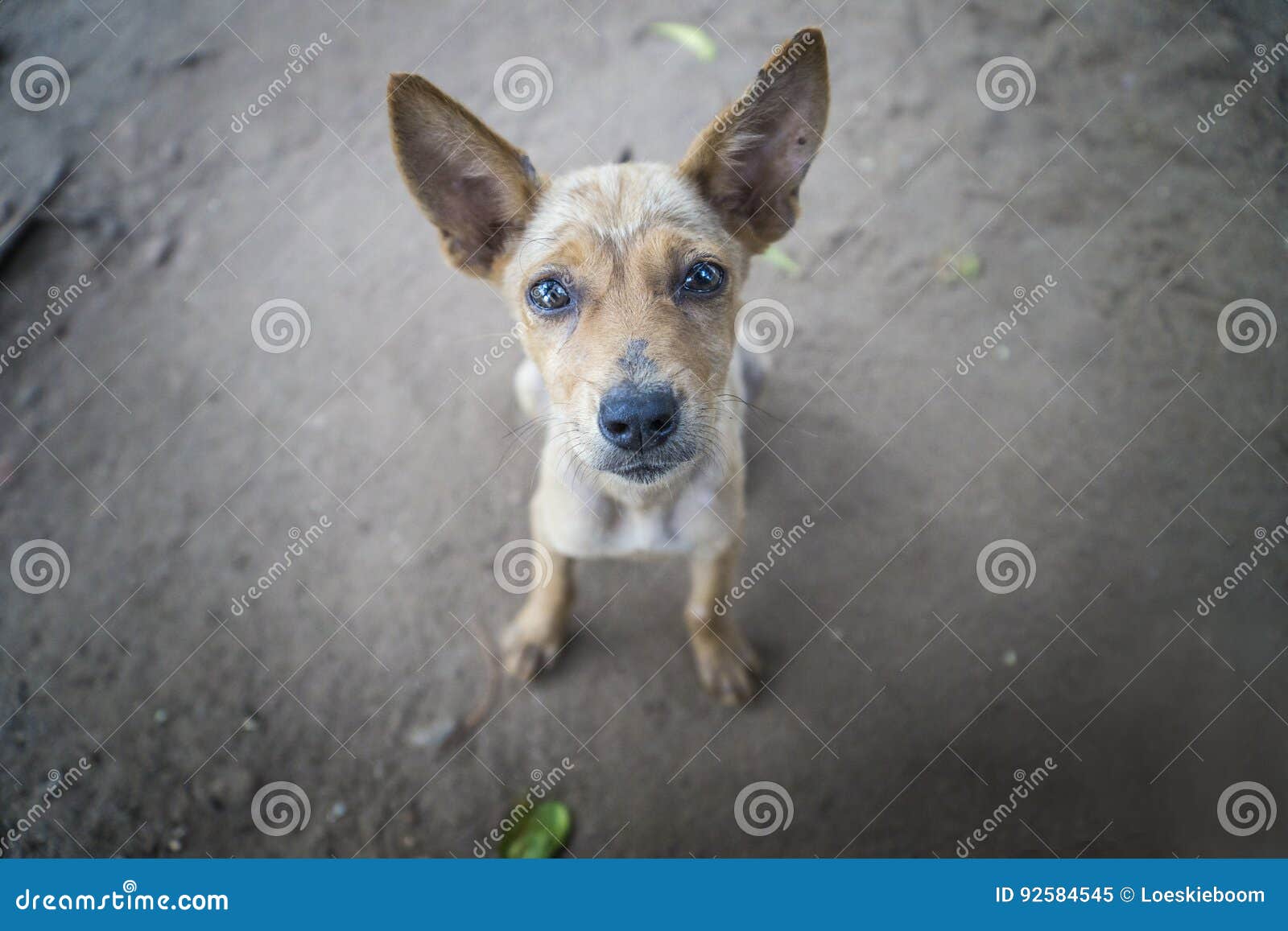 Begging Dog stock image. Image of portrait, small, lanka 92584545