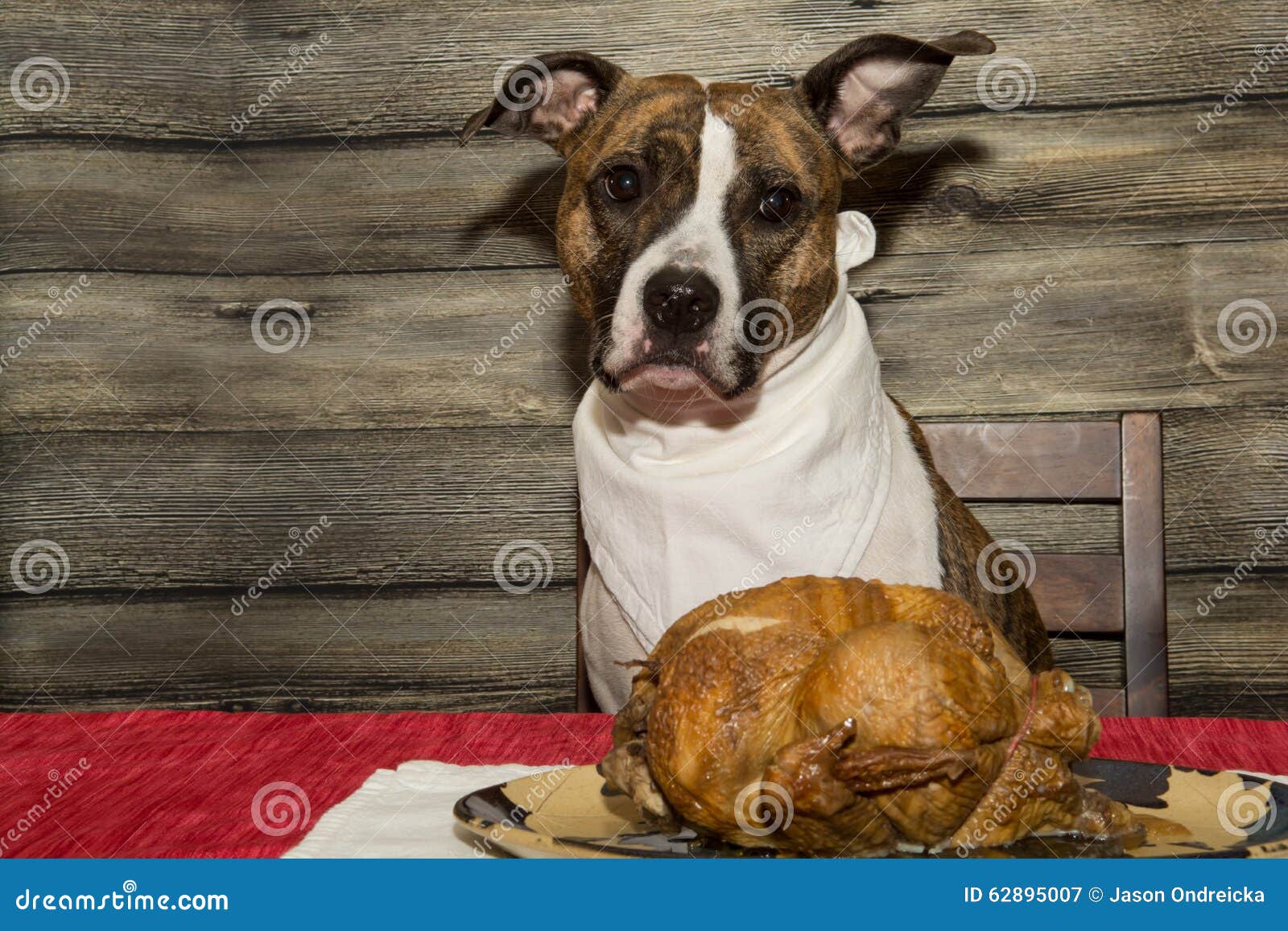 Begging for the Holiday Feast Stock Image Image of american, destroys