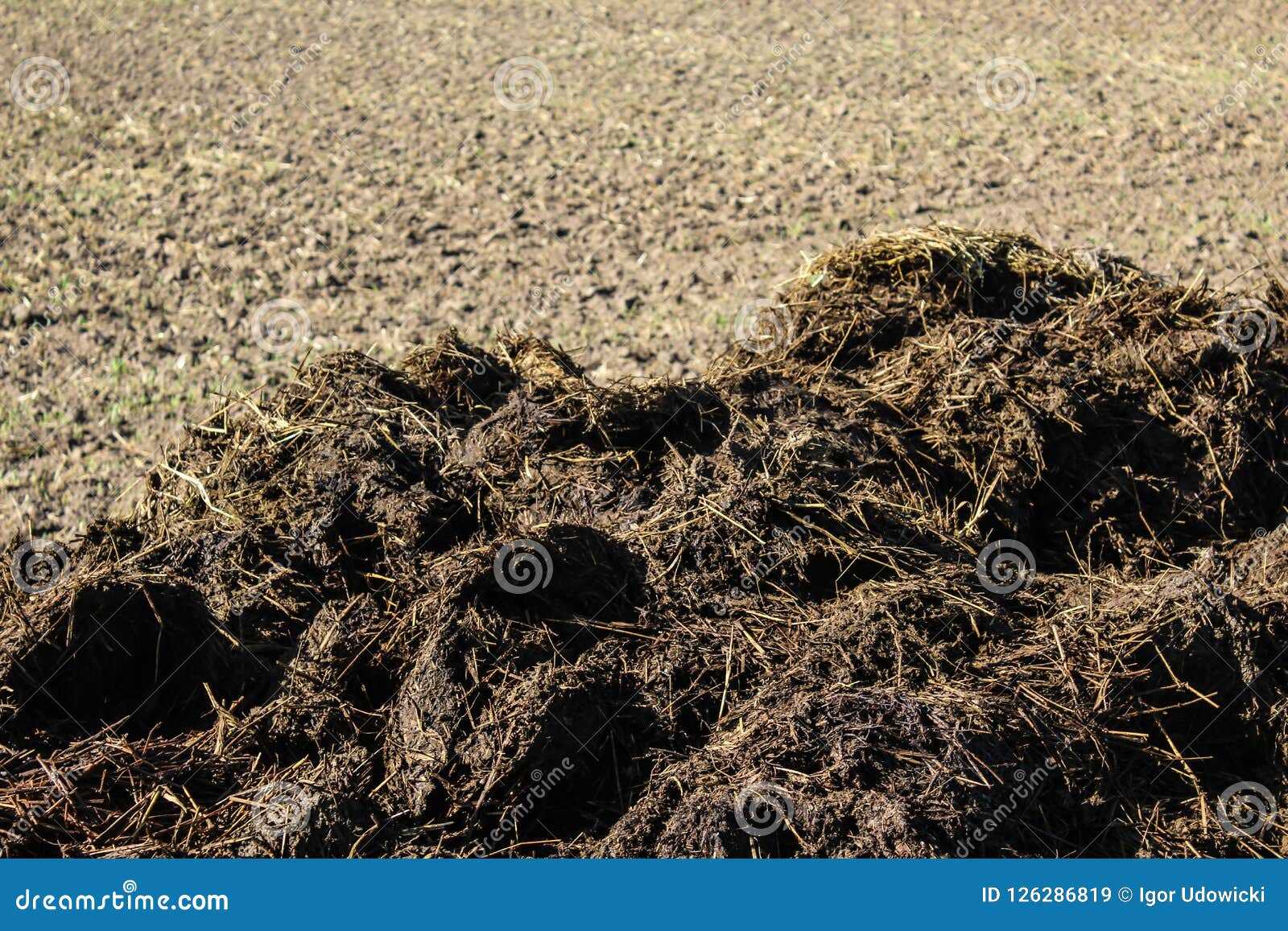 Fertilizer From Cow Manure And Straw Stock Image Image Of Grass
