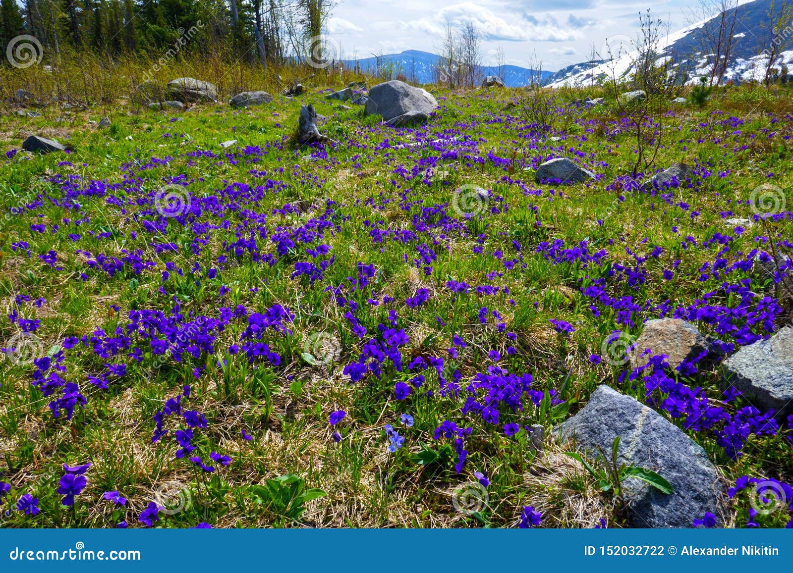 Beginning of June on the Mountain Slopes Stock Photo - Image of ...