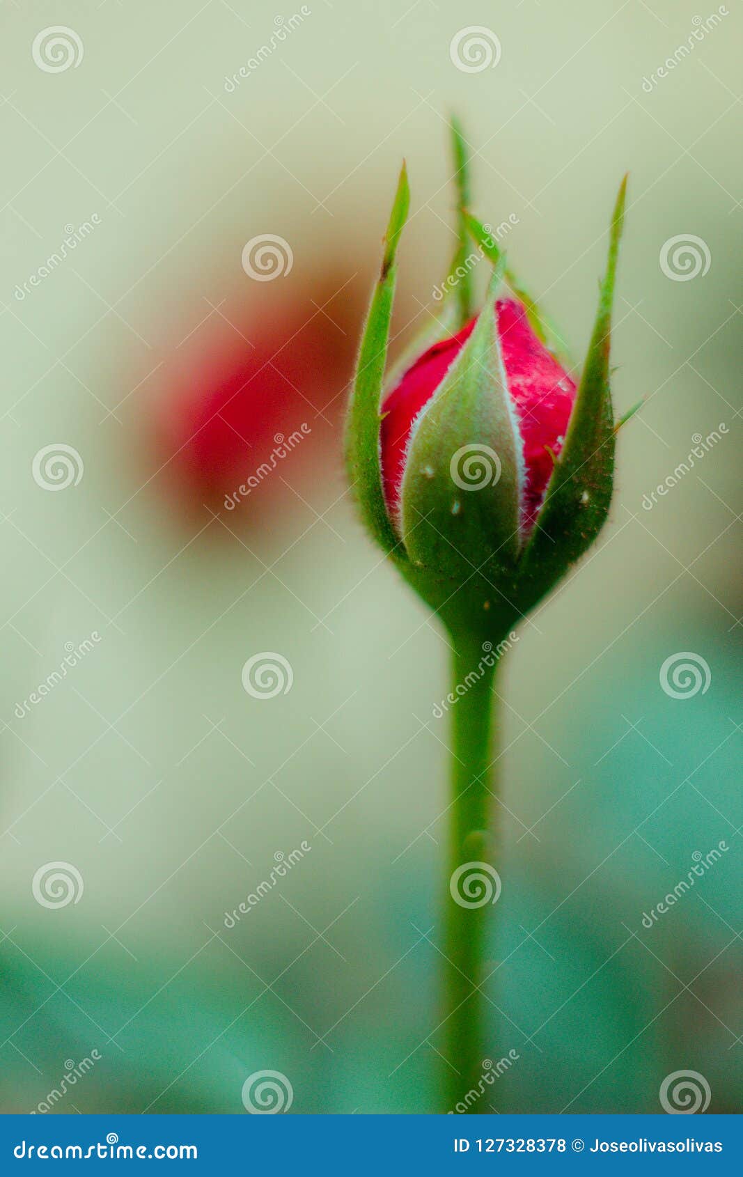 my little beautiful rose