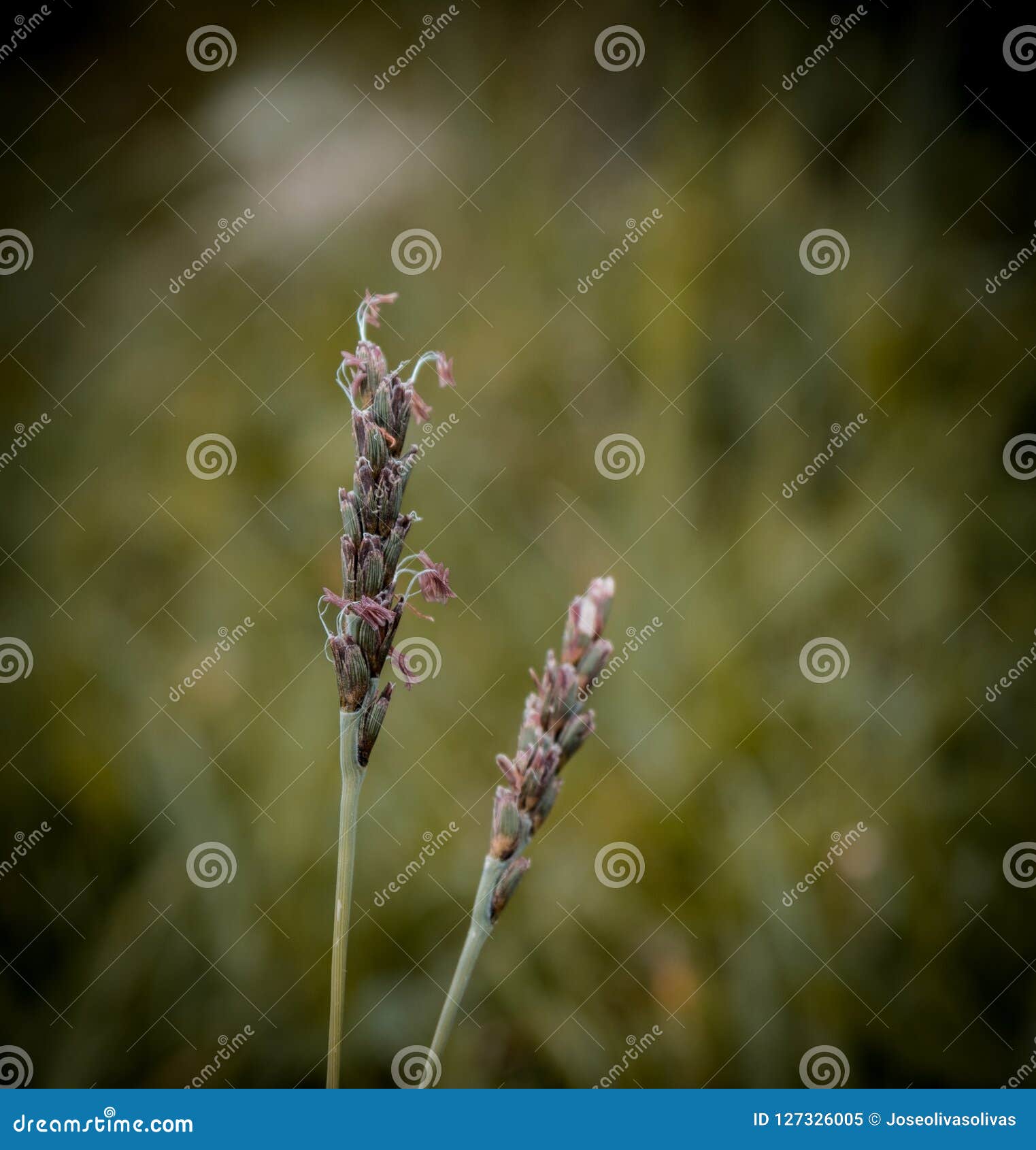 the spike the beginning of a life