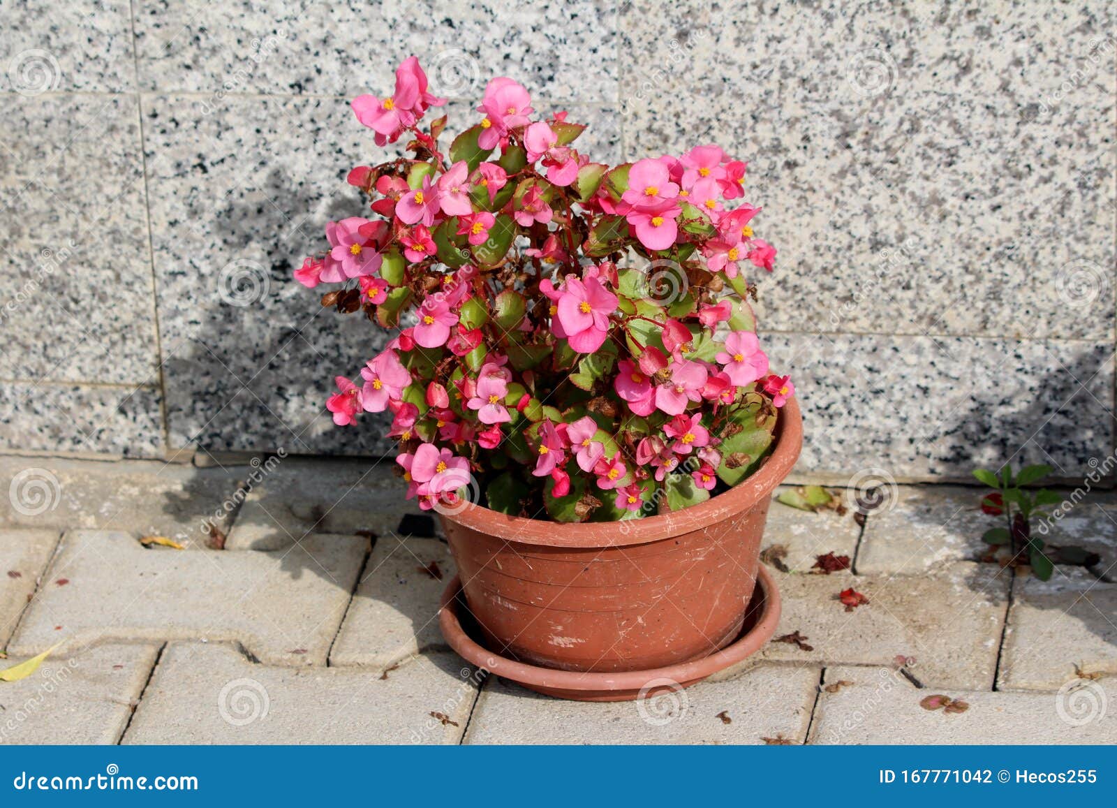 Begonia — Planta Ornamental Florescente Perene Com Flores Cor-de-rosa E  Centro Amarelo Plantado No Vaso De Flores Plásticas Em La Foto de Stock -  Imagem de potenciômetro, flor: 167771042