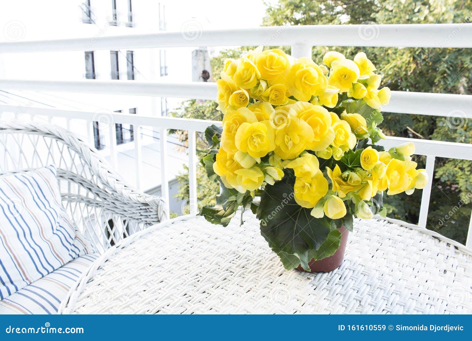 Begonia Amarela Potada Em Terrace Imagem de Stock - Imagem de folha,  tabela: 161610559