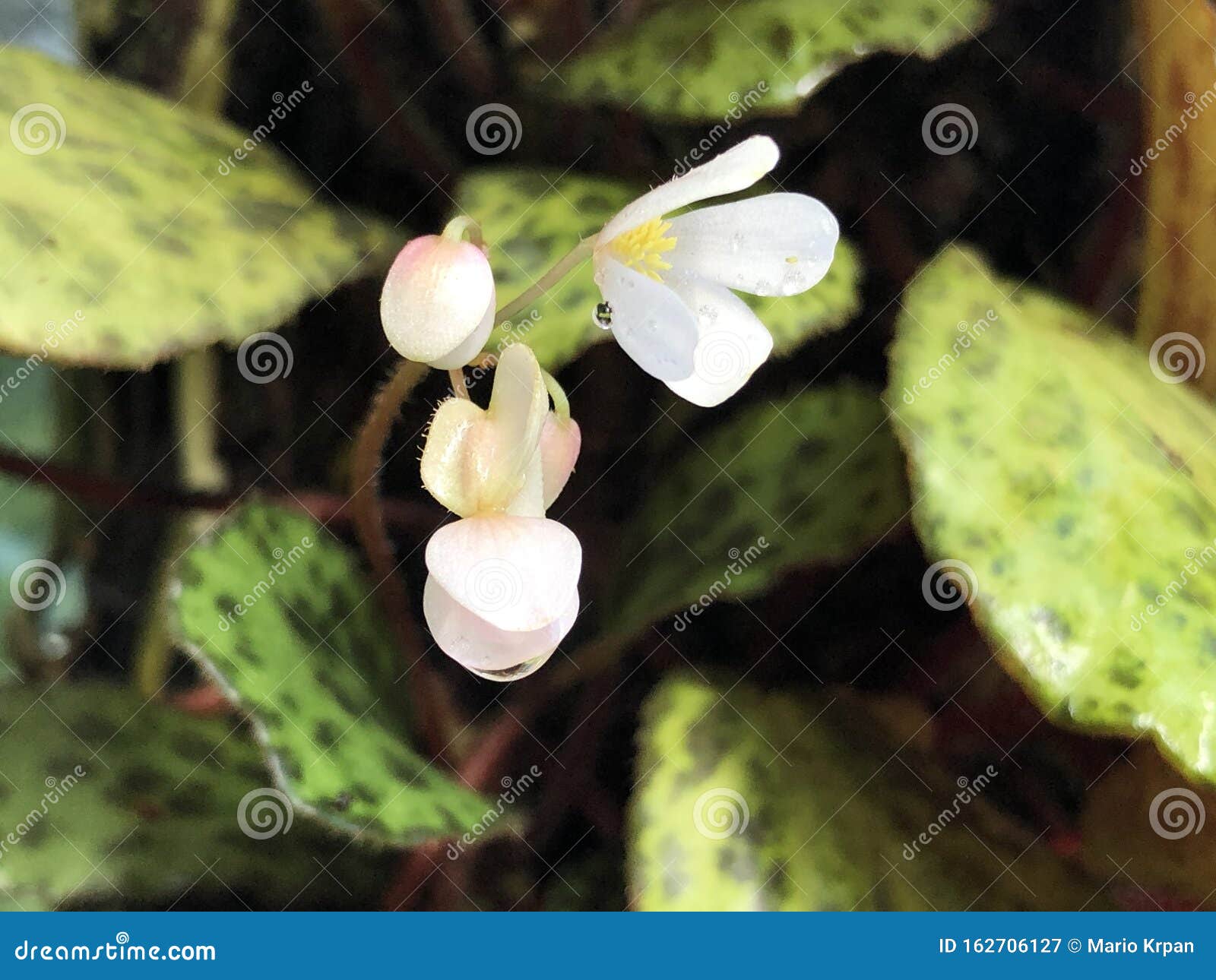 begonia blancii begonia in sect. diploclinium, b. blancii m. hughes & c.-i peng, blanc`s begonie