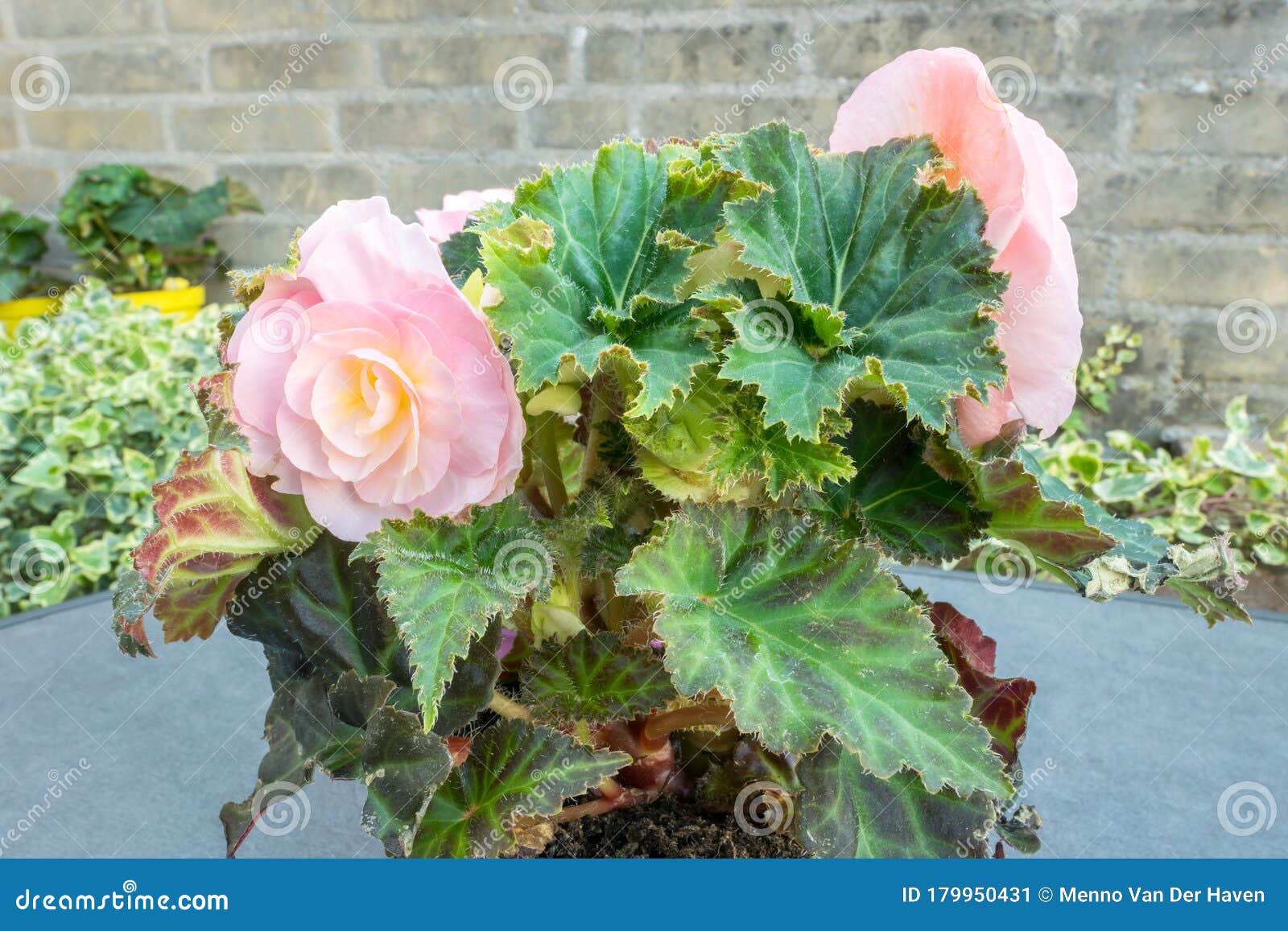 Begonia Con Hermosas Flores Dobles Rosas Claras Imagen de archivo - Imagen  de verde, cubo: 179950431