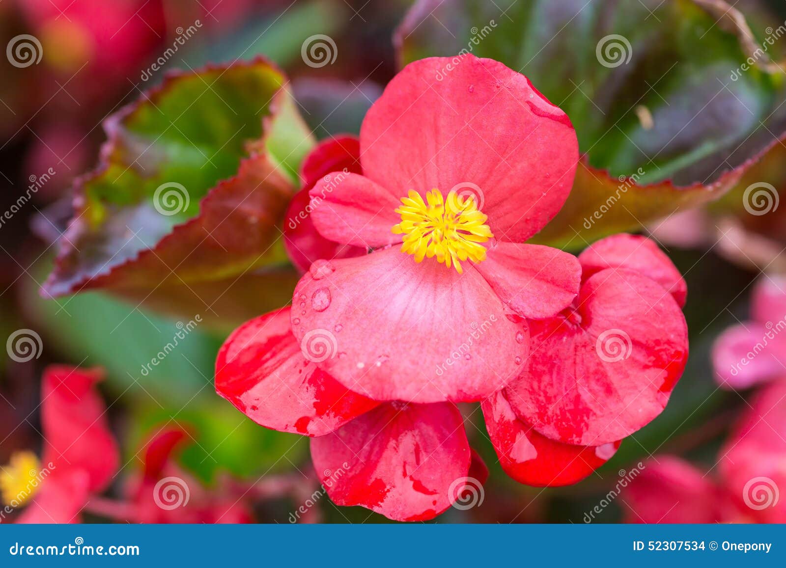 Begonia de cera foto de archivo. Imagen de flor, anual - 52307534