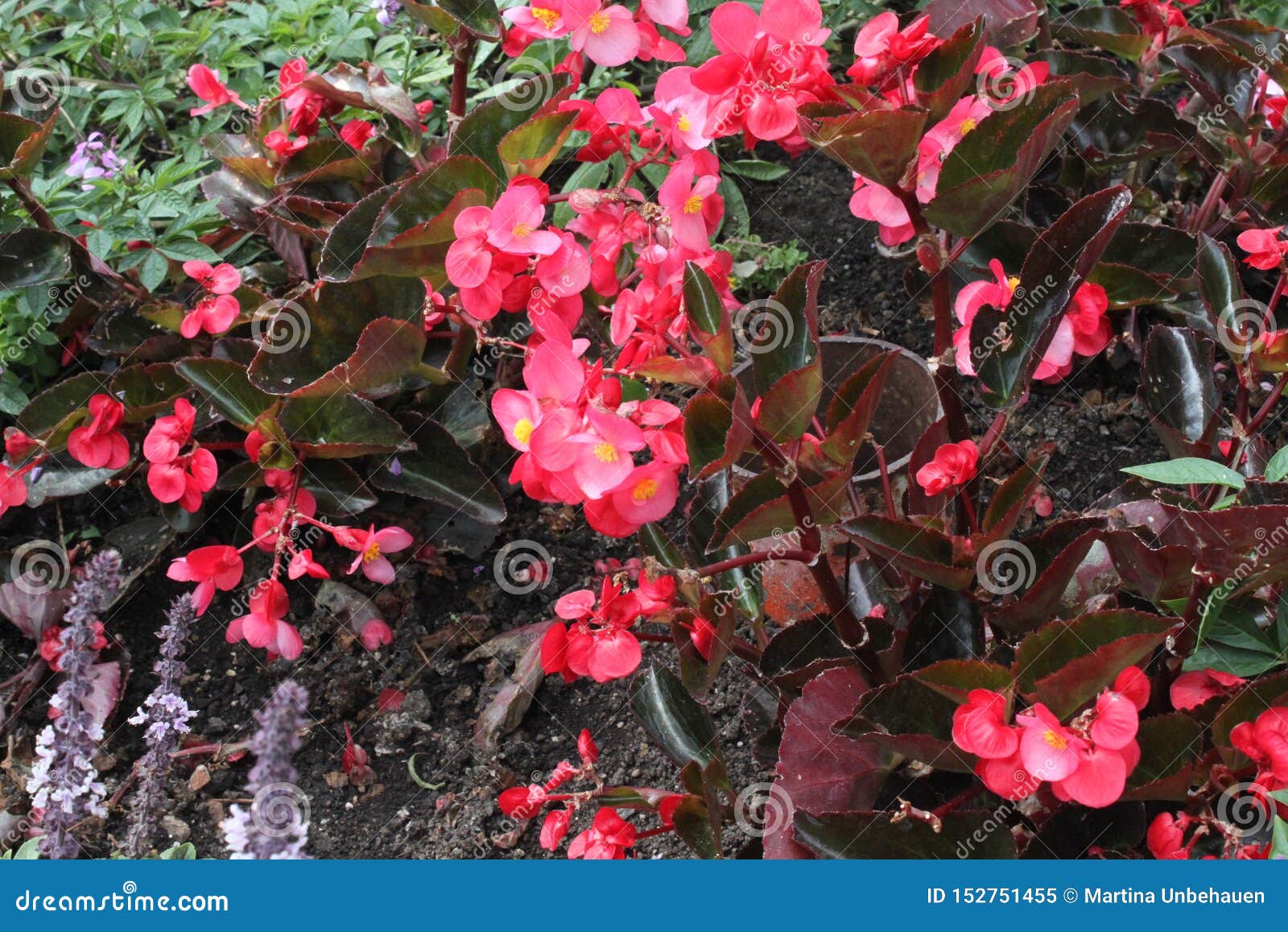 Begonia De Cera En El Jardín Imagen de archivo - Imagen de flor, floral:  152751455