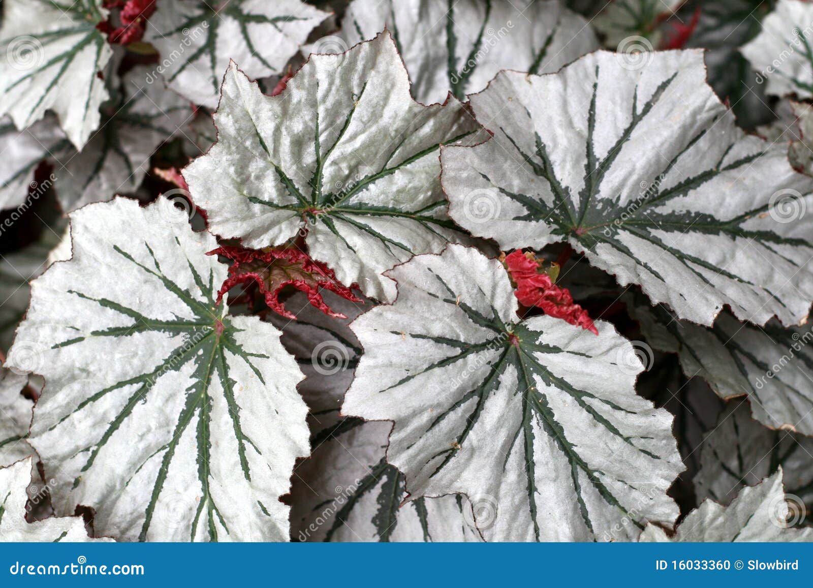 Begonia Del ángel Ala Fotos de stock - Fotos libres de regalías de  Dreamstime