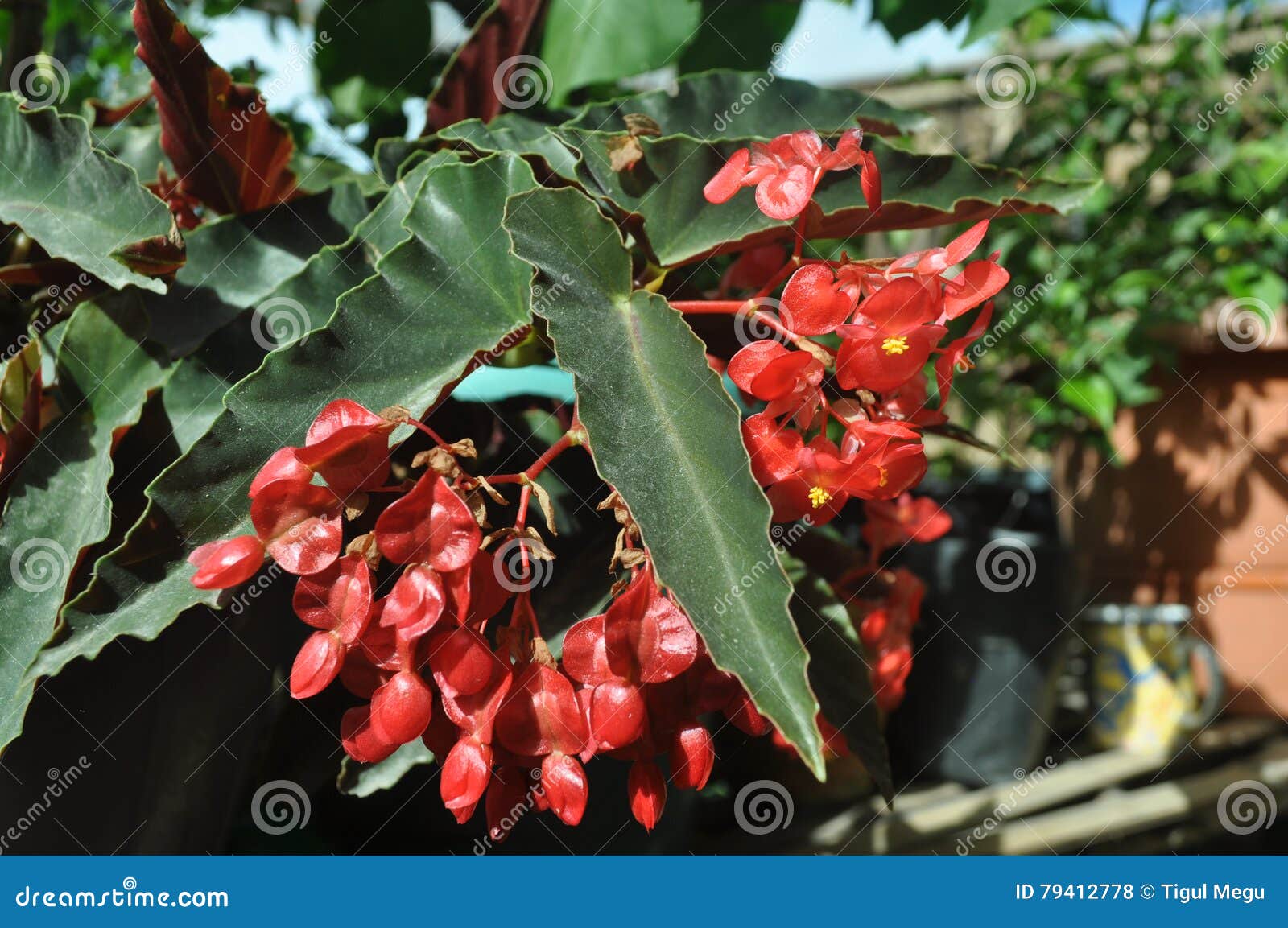 Begonia del ala del ángel foto de archivo. Imagen de buganvillas - 79412778