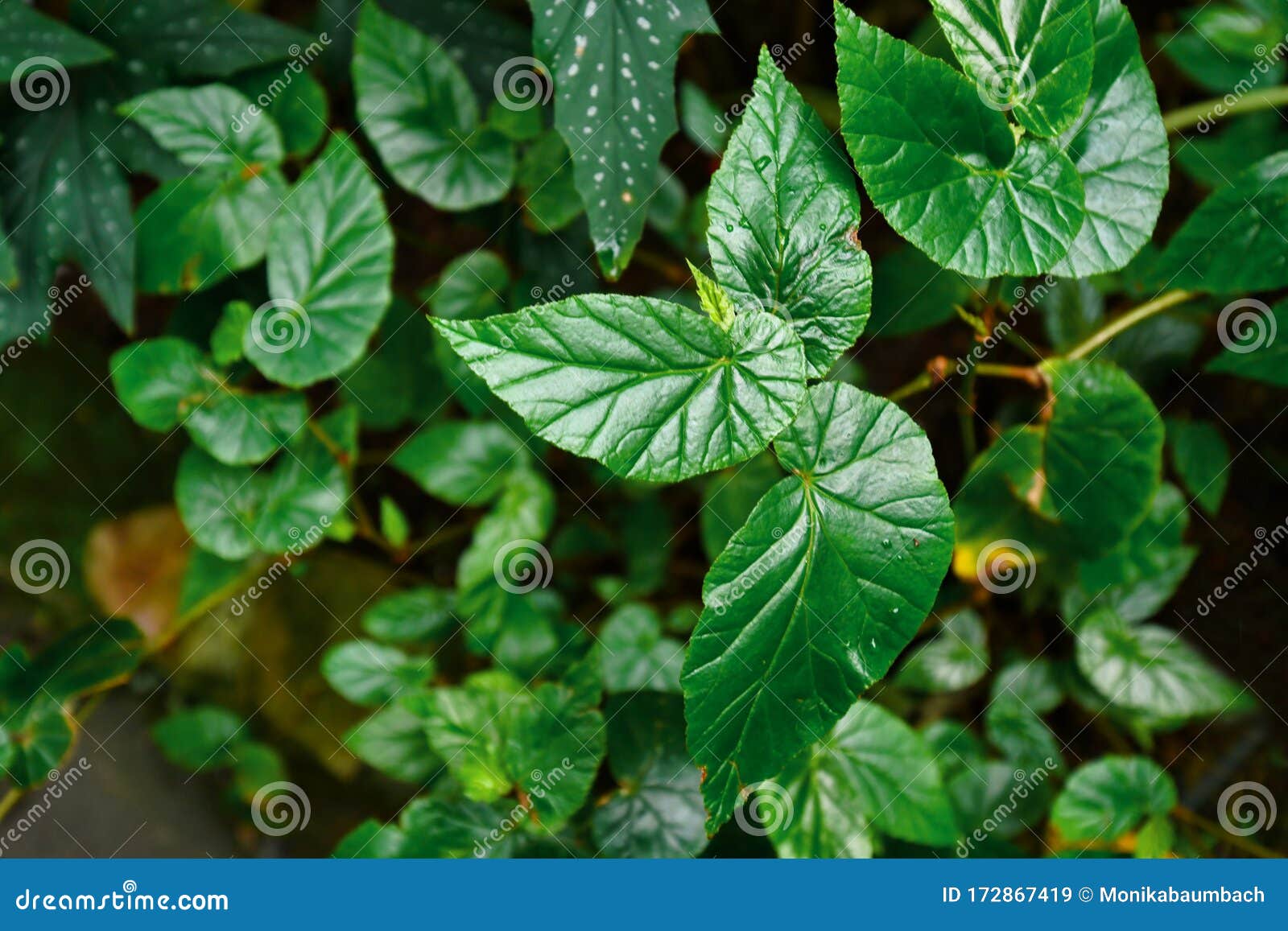`begonia domingensis` exotic plant with shiny crinkled leaves
