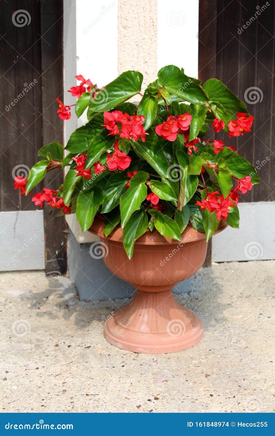 Begonia Dragon Plante Rouge Aile Avec Des Cascades De Bouquets Suspendus De  Fleurs Rouges écarlates Entourées De Feuilles Vertes Photo stock - Image du  maison, aile: 161848974