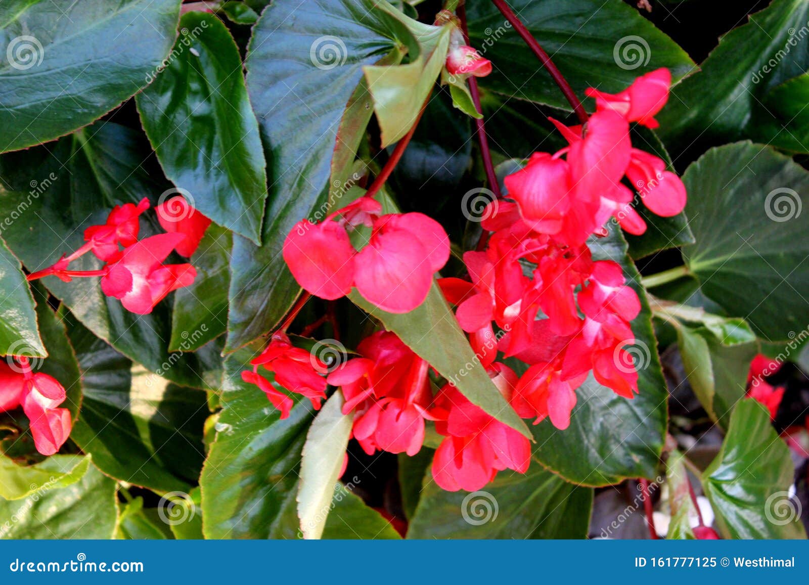 Begonia 