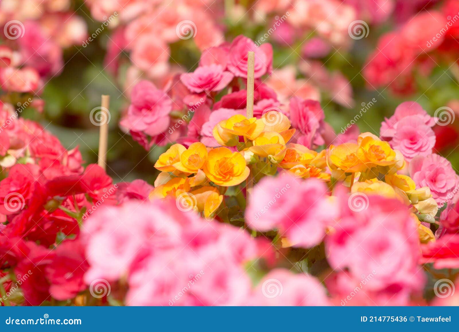 Begonia Es Un Género De Plantas Con Floración Perenne En La Familia  Begoniaceae. Se Puede Utilizar Como Fondo. Foto de archivo - Imagen de  color, begonias: 214775436