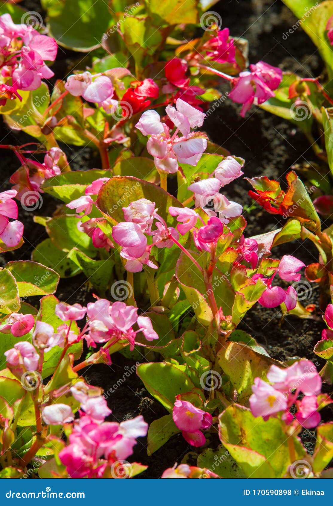 Begonia Es Un Género De Plantas De Flores Perennes De La Familia Begonia.  Las Begonias Son Nativas De Un Subtropical Húmedo Y Trop Foto de archivo -  Imagen de flora, ramo: 170590898