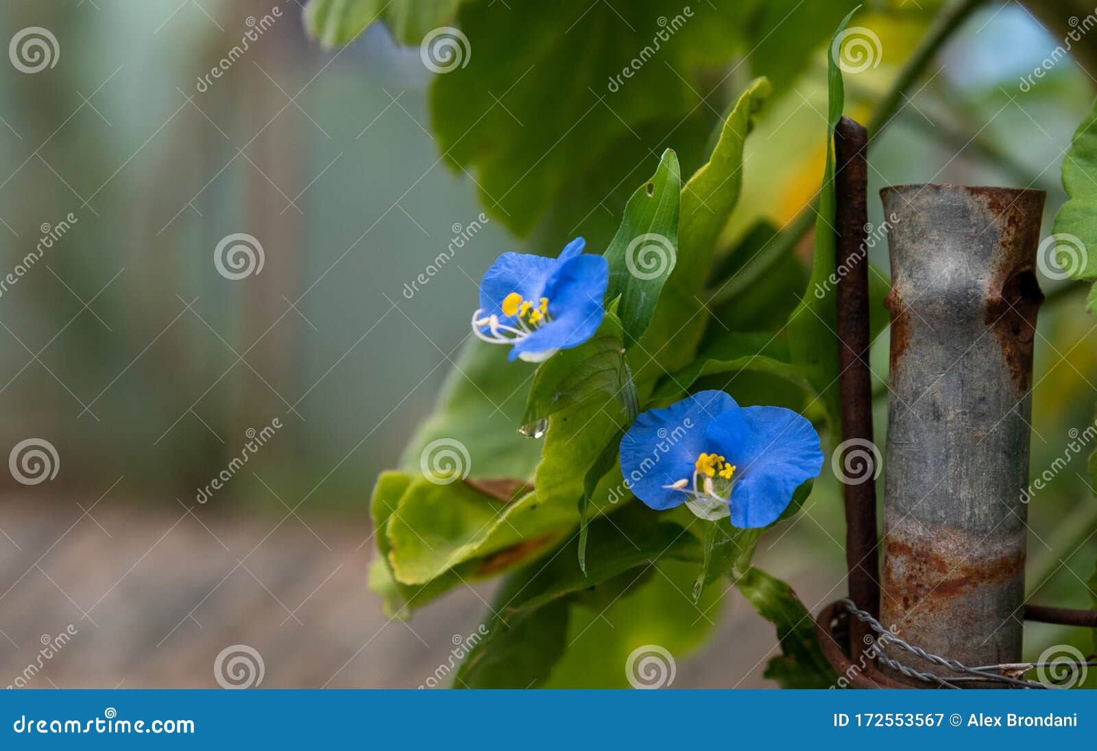 Begonia Floreciente Y Su Flor Azul Imagen de archivo - Imagen de  decorativo, begonia: 172553567