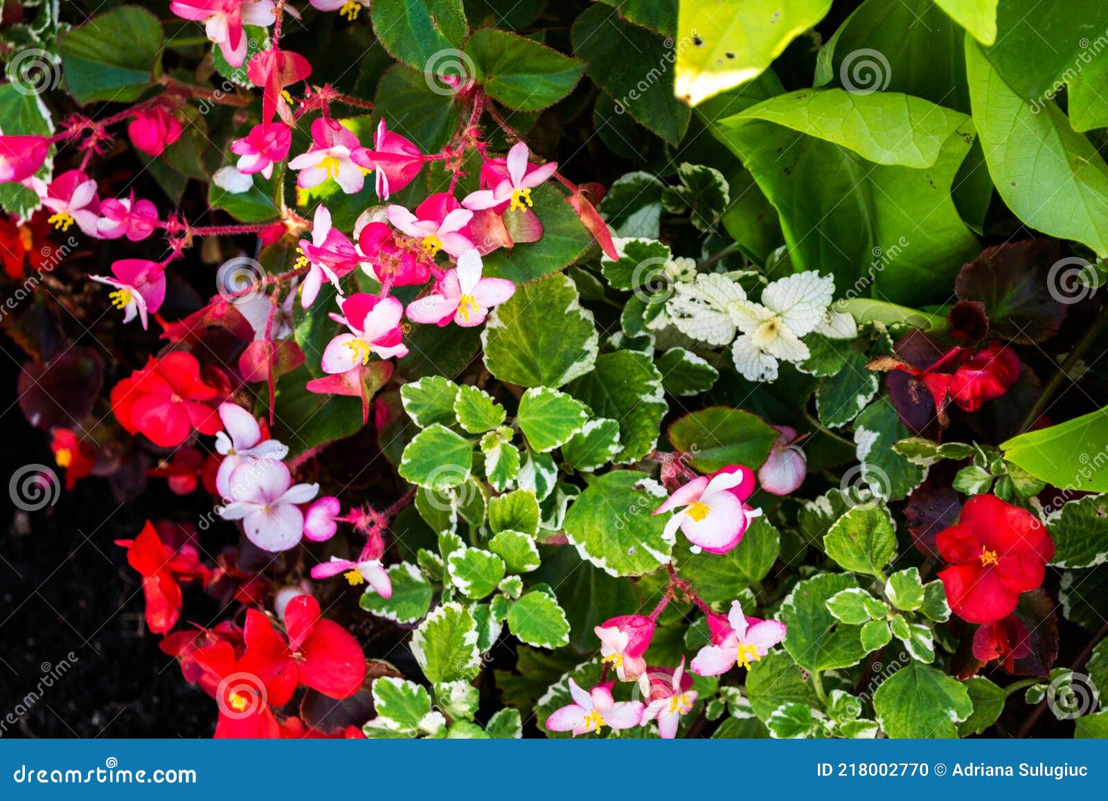 Begonia Flores E Ipomoea Batatas Foto de archivo - Imagen de margarita,  perenne: 218002770