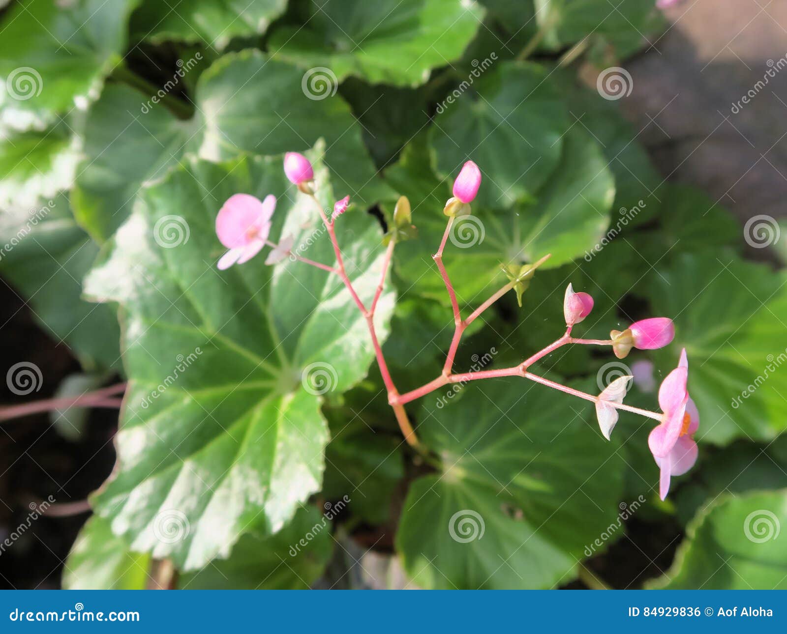 Begonia flower stock photo. Image of begonia, grow, background 84929836