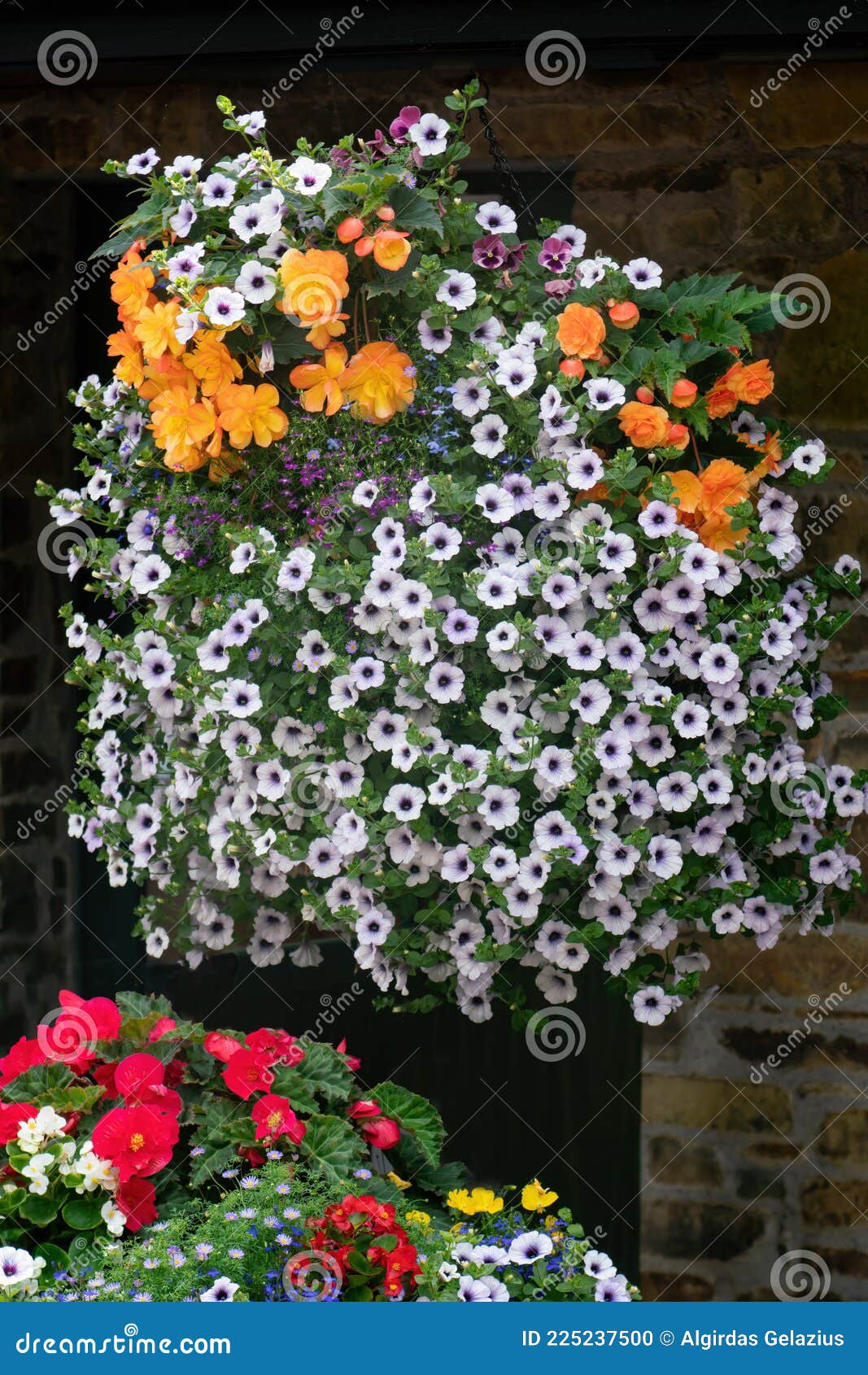 Begonia Freudenfeuer Garten Petunien Und Andere Blumen in