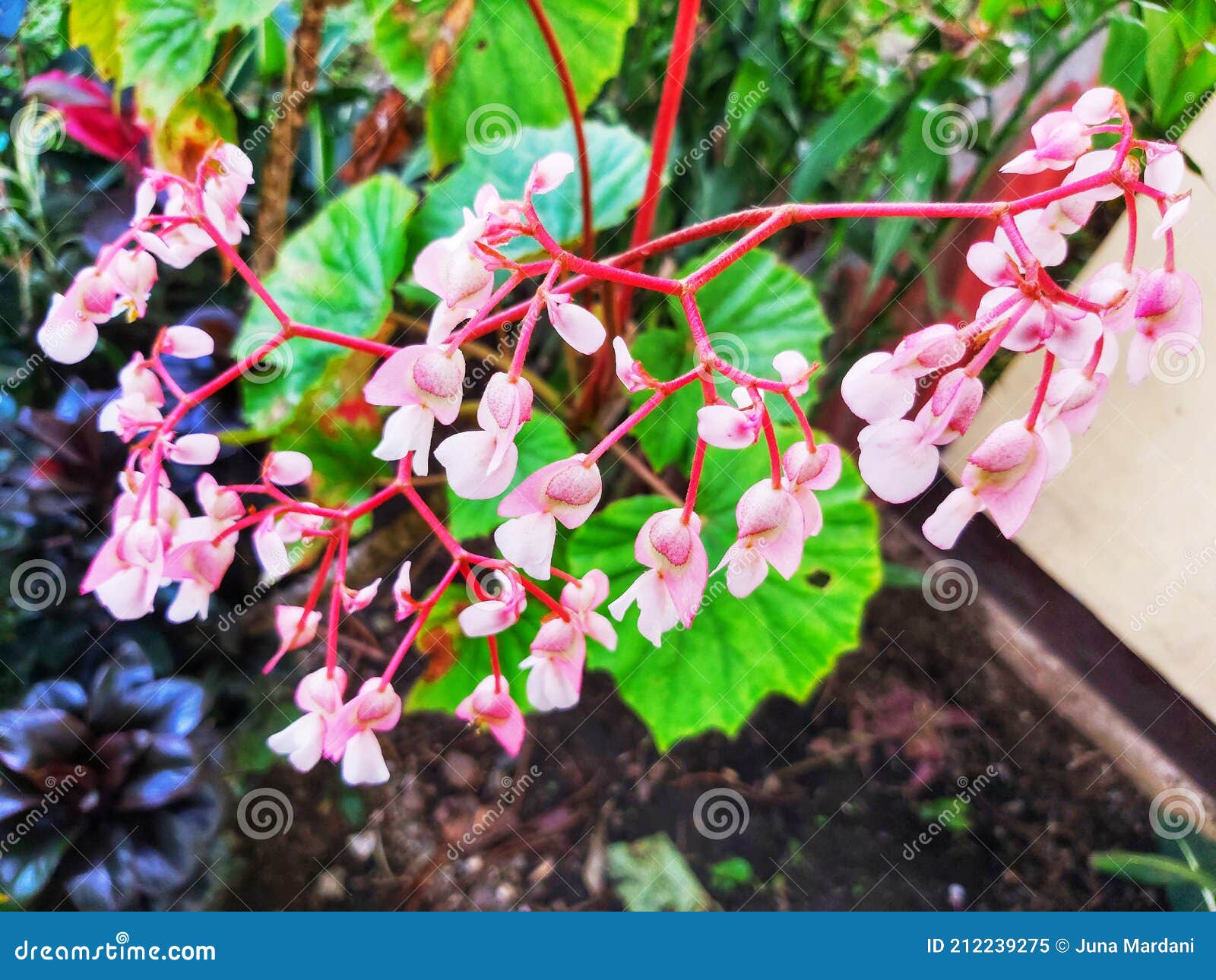 Begonia grandis stock image. Image of leaves, flower - 212239275