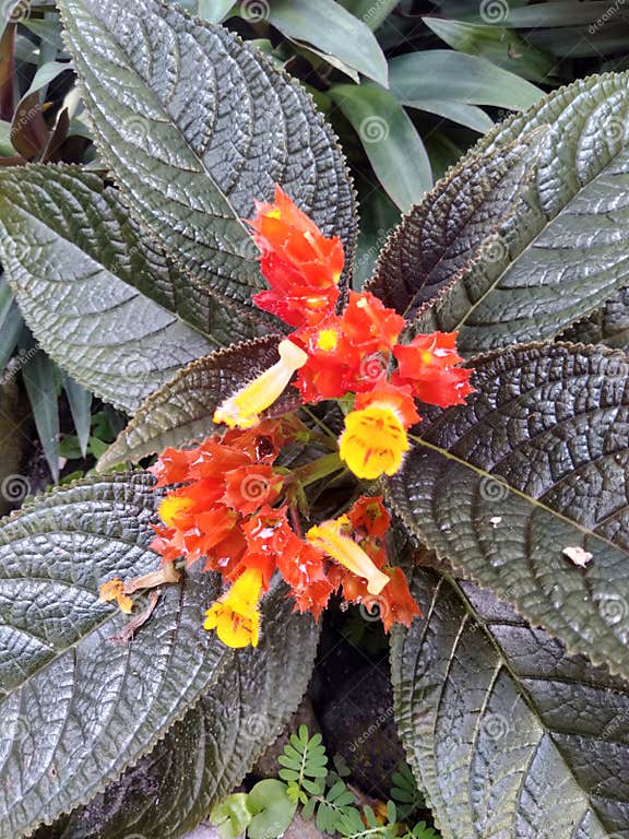 40+ Zierpflanze Orange, Egal, ob sie sich für ringelblumen,