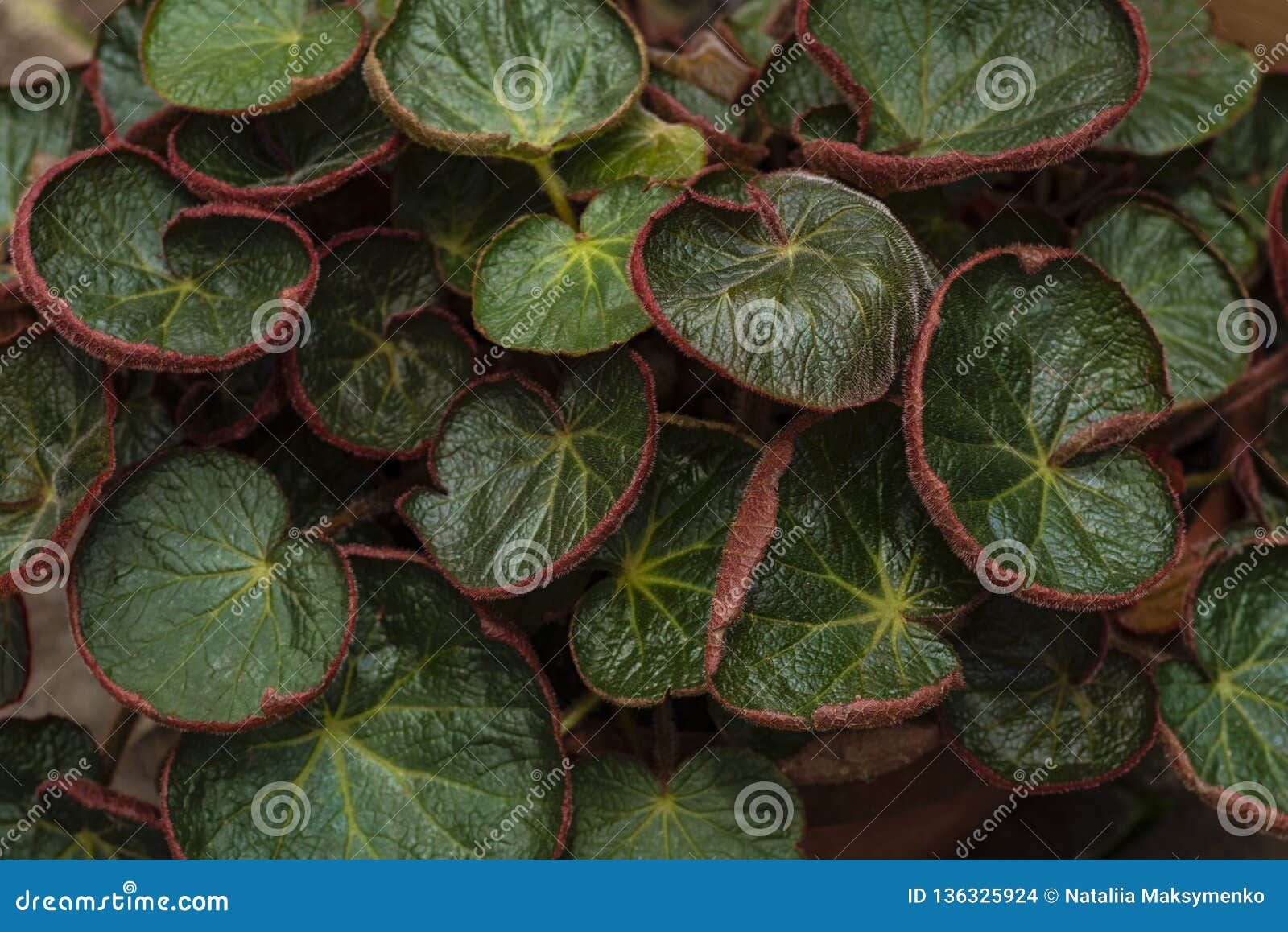 Begonia Leaf Árvore Verde Do Teste Padrão Da Planta Da Folha Folhas Frescas  Do Verde Foto de Stock - Imagem de ambiente, planta: 136325924