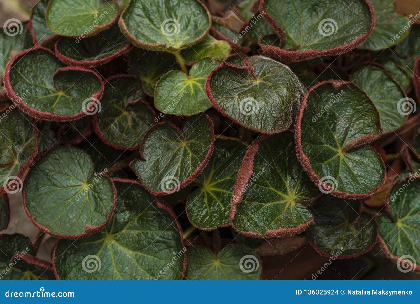 Begonia Leaf. Green Leaf Plant Pattern Tree Stock Photo - Image of  abstract, nature: 136325924