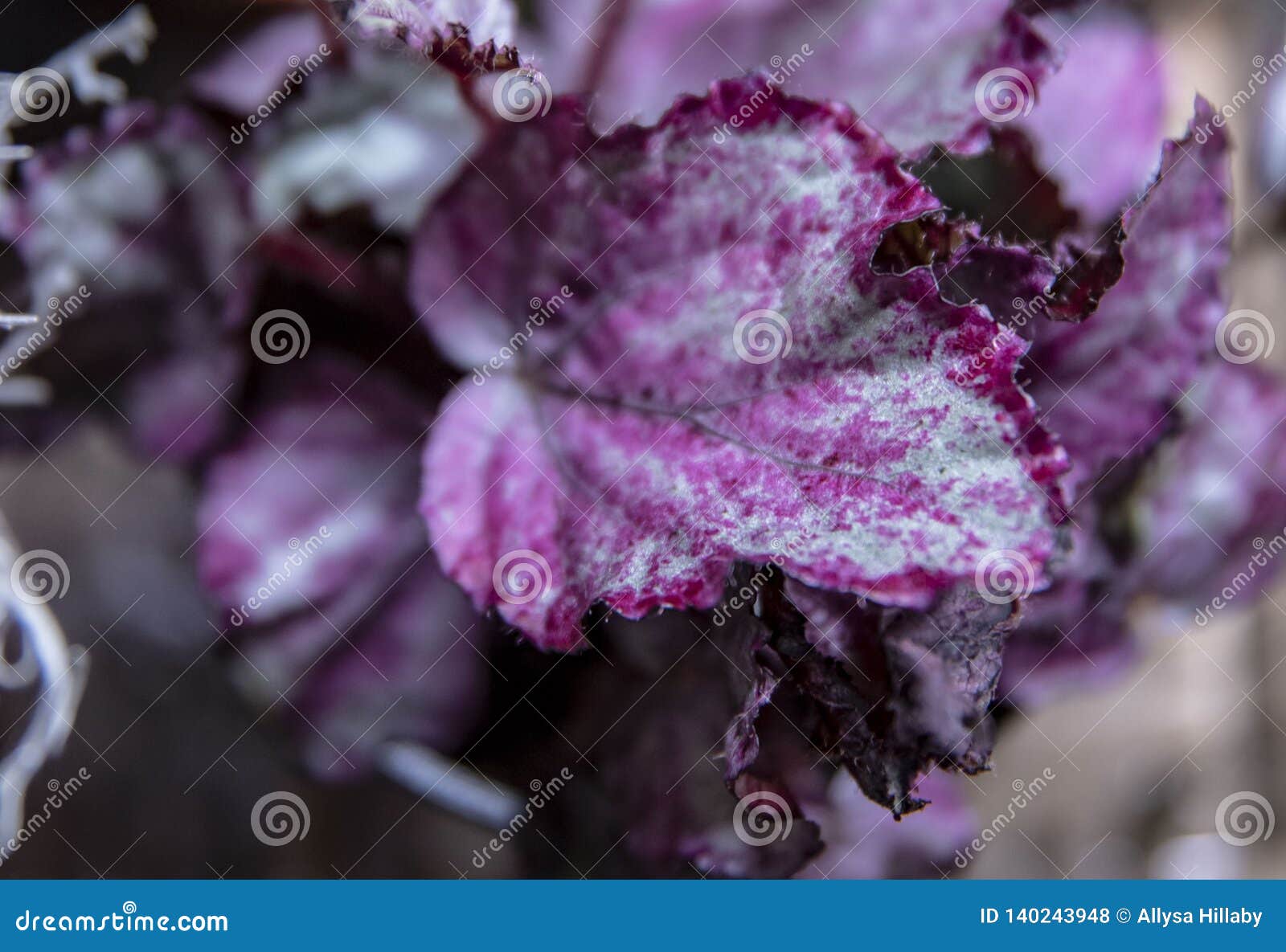 Begonia leaf purple silver stock photo. Image of foliage - 140243948