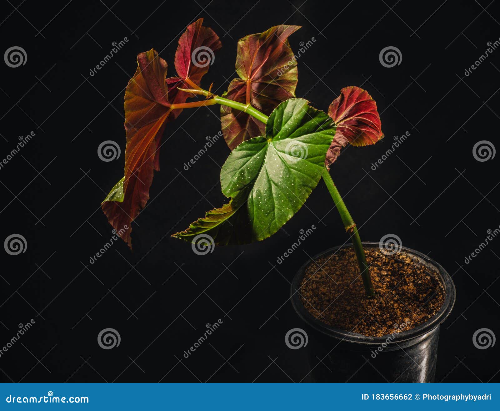 begonia lucerna or angel wing begonia is a common flowering houseplant