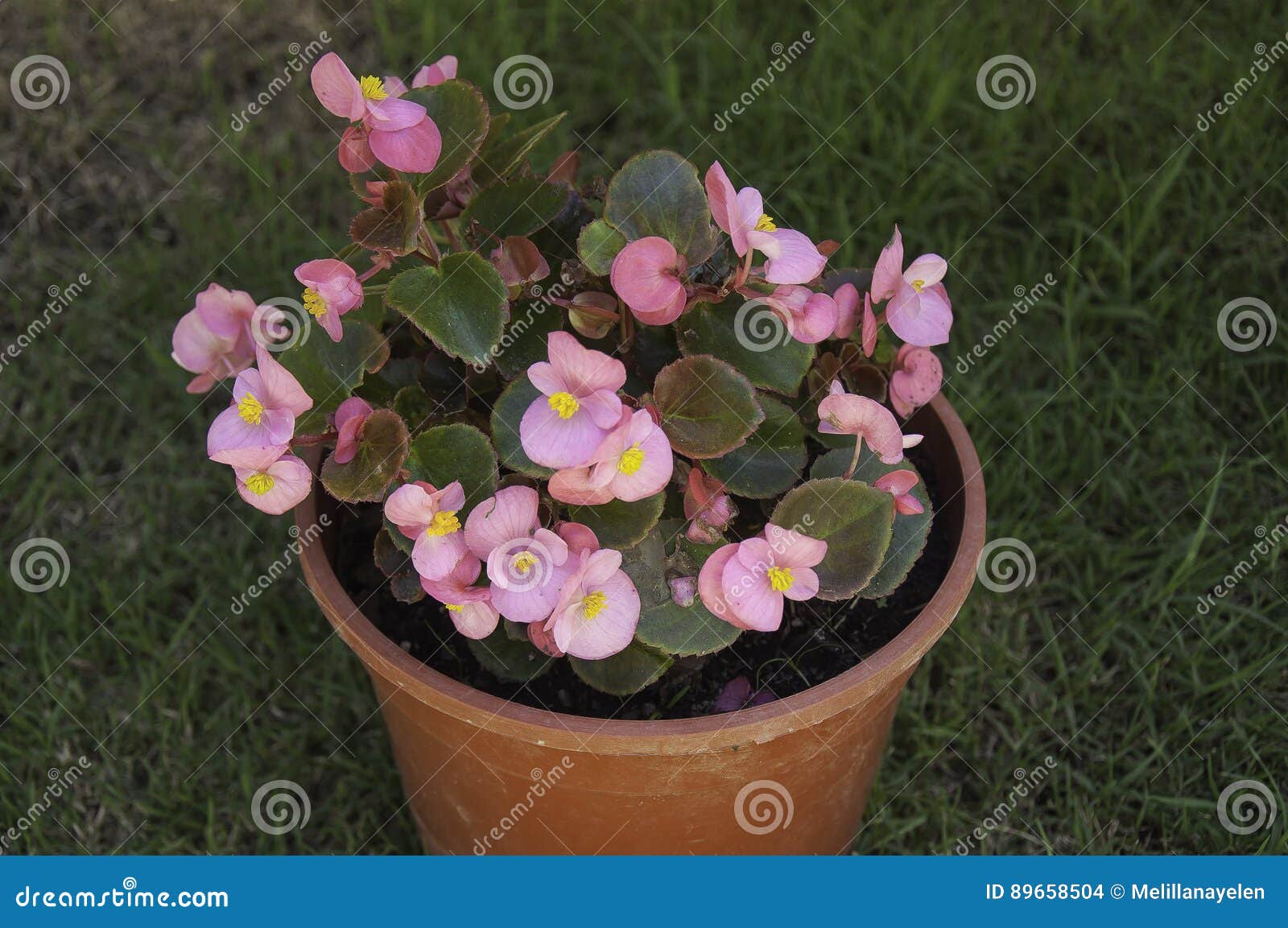 Begonia pink flower stock photo. Image of begonia, flora - 89658504