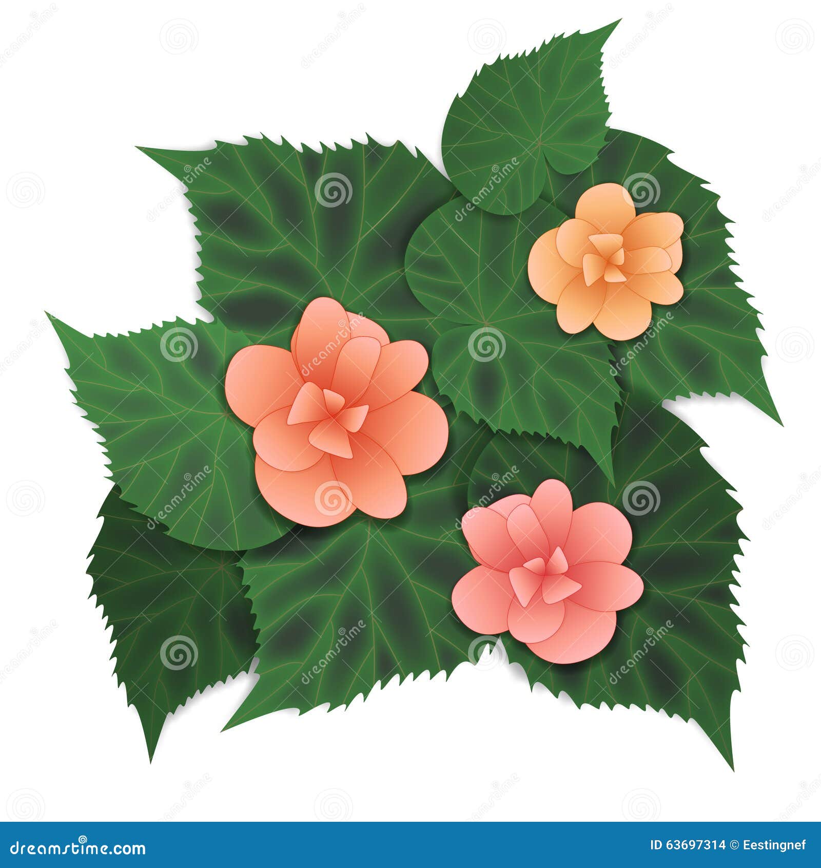 Begonia Stock Illustrations – 1,403 Begonia Stock Illustrations, Vectors &  Clipart - Dreamstime