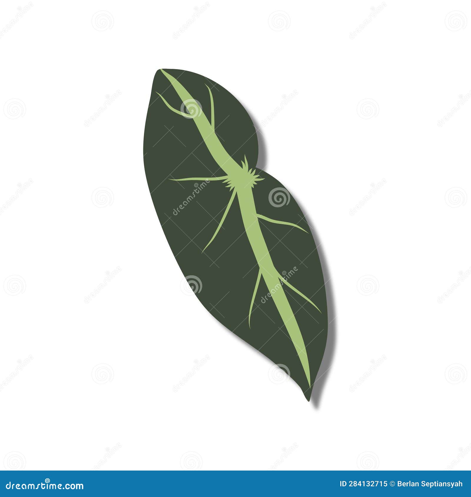 begonia plant. listada leaf.  . eps file